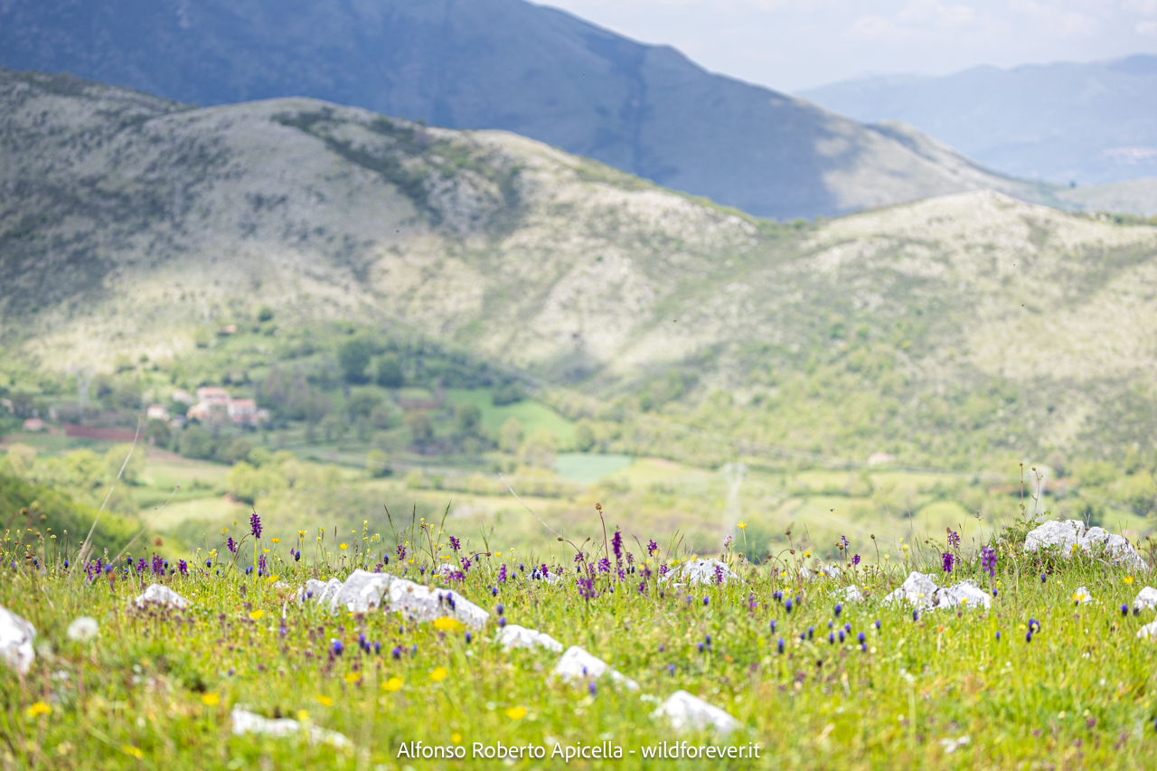 Valley of the Orchids