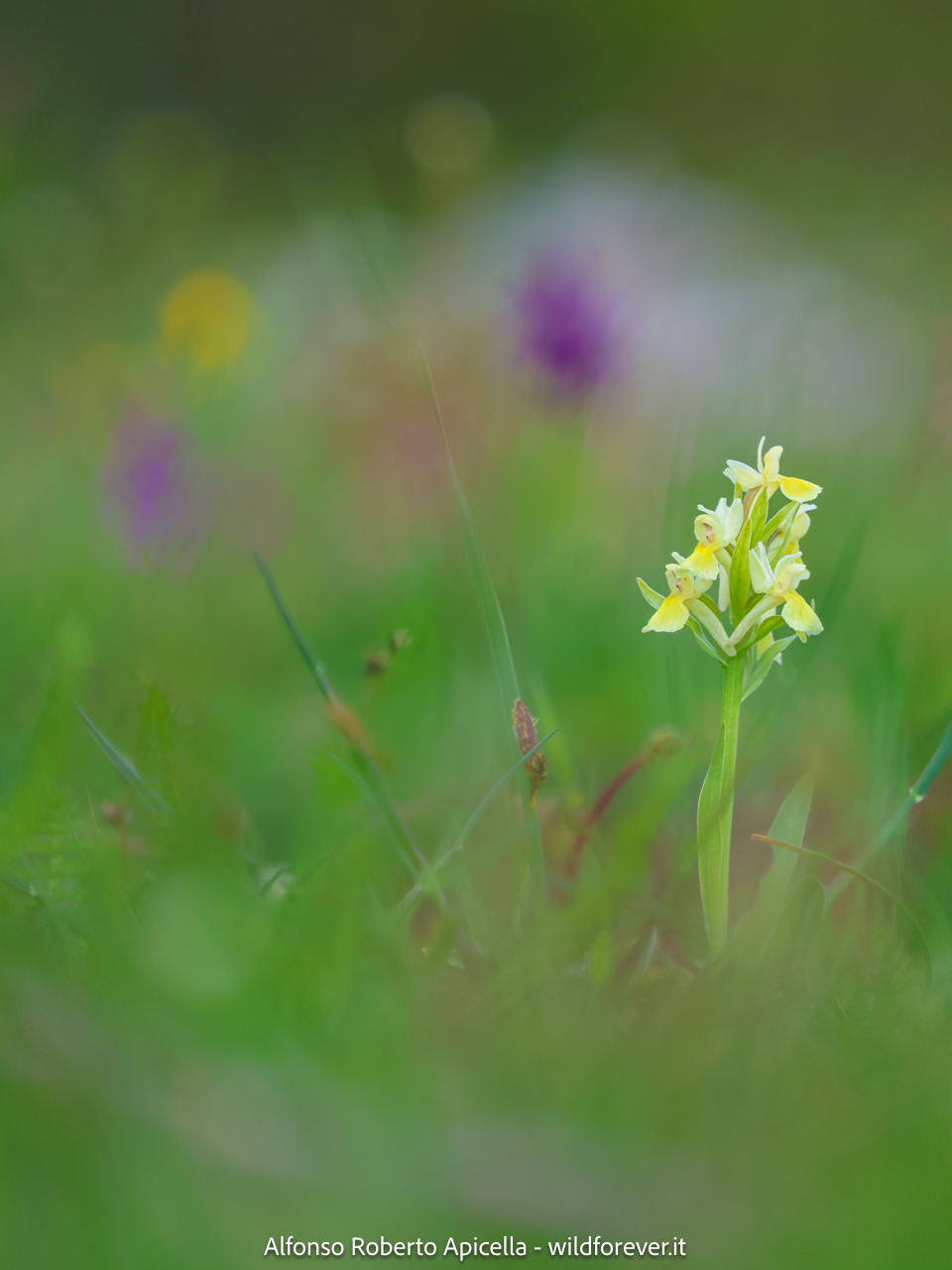 Valley of the Orchids