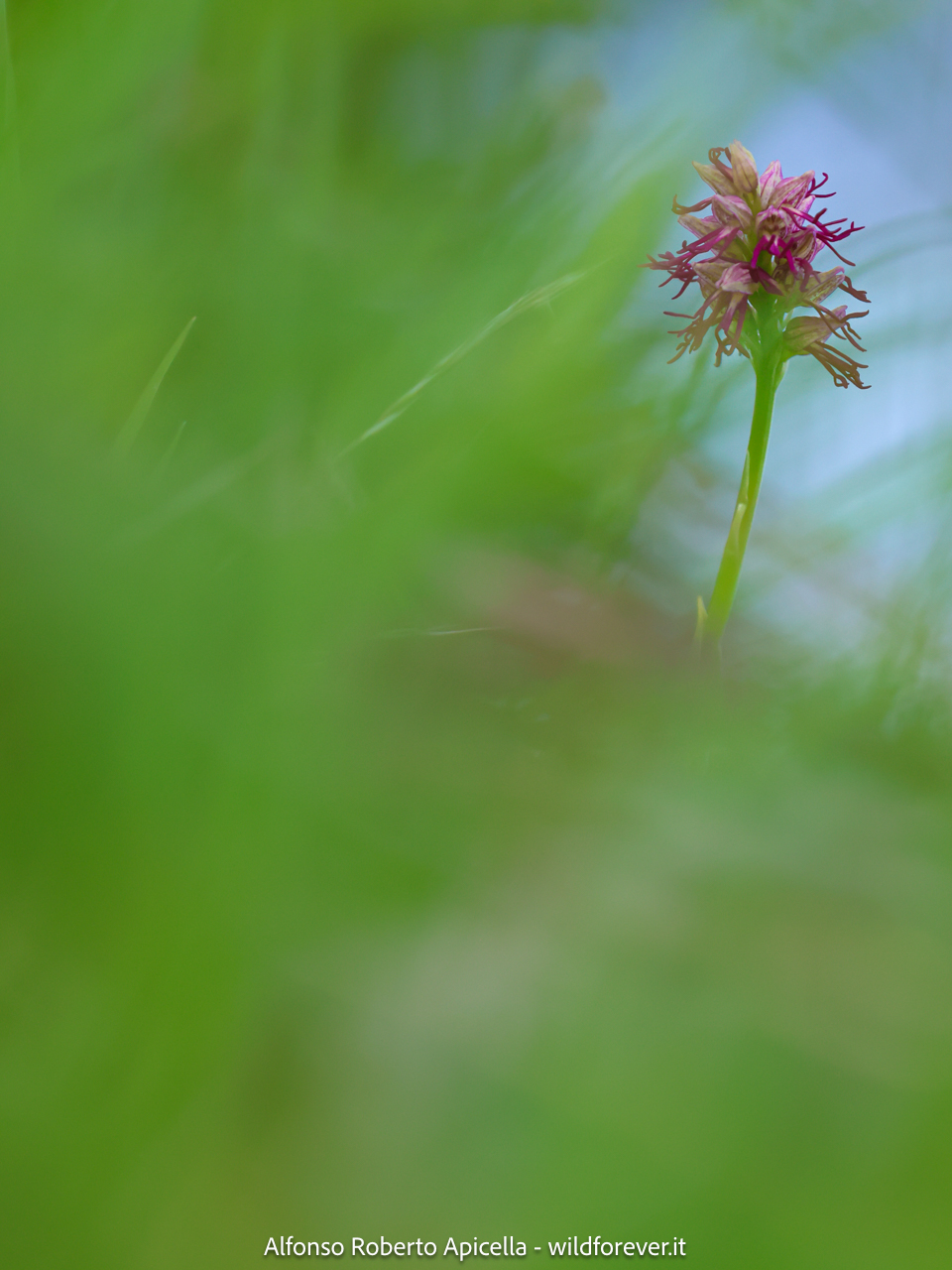 Valley of the Orchids