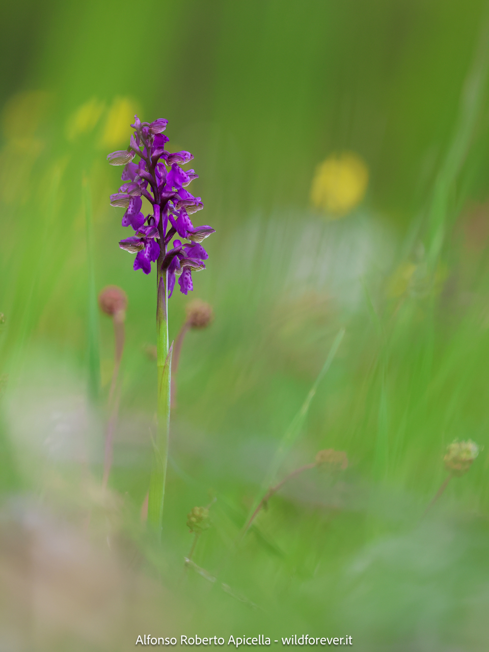 Valley of the Orchids