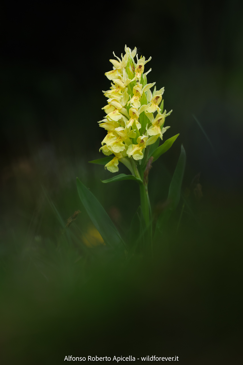 Valley of the Orchids