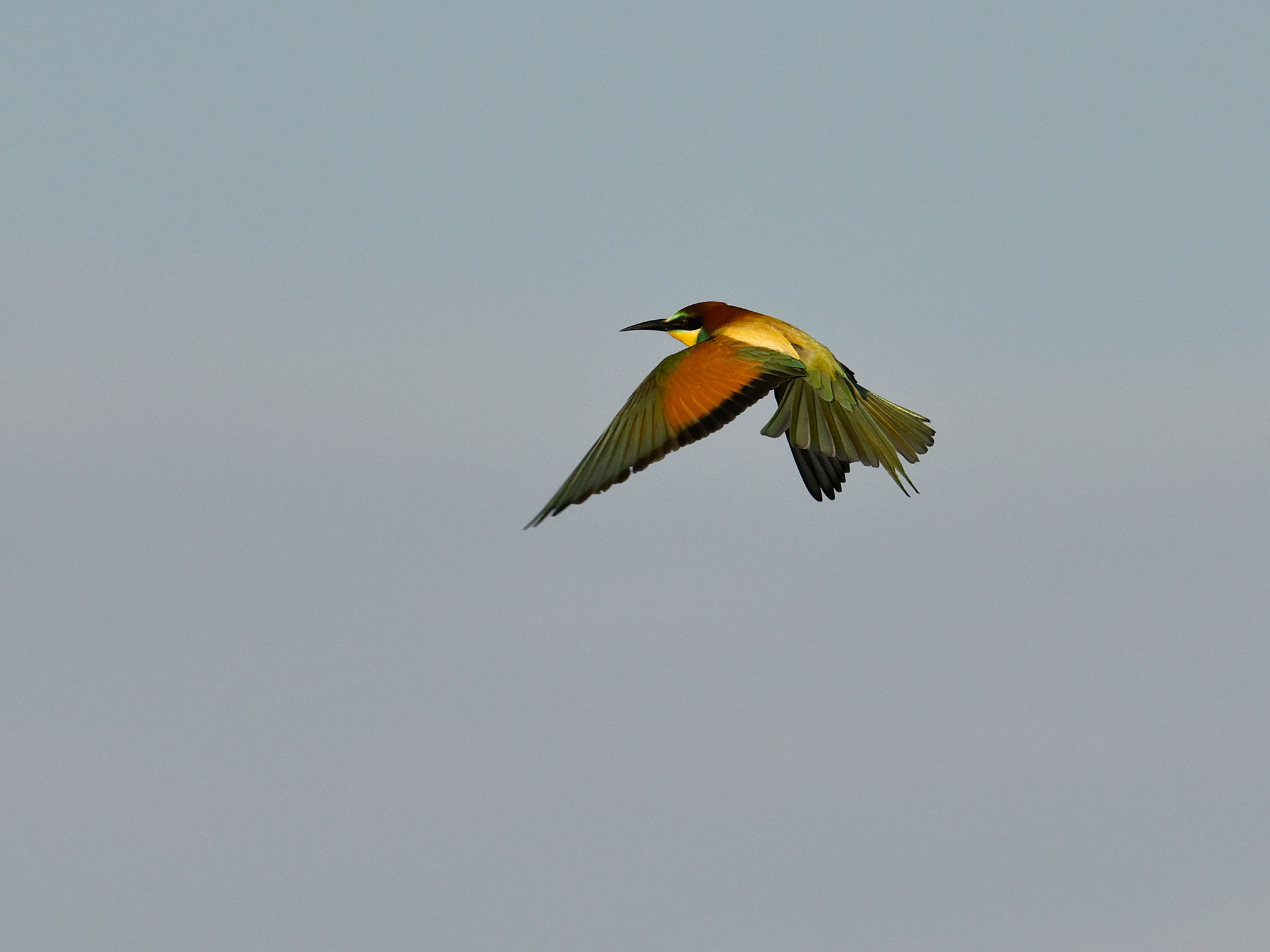 Merops apiaster