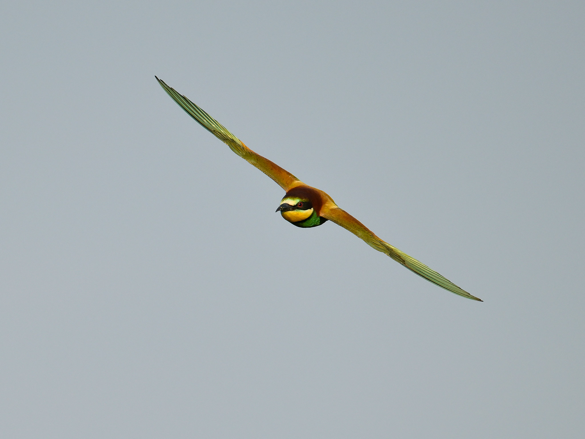 Merops apiaster