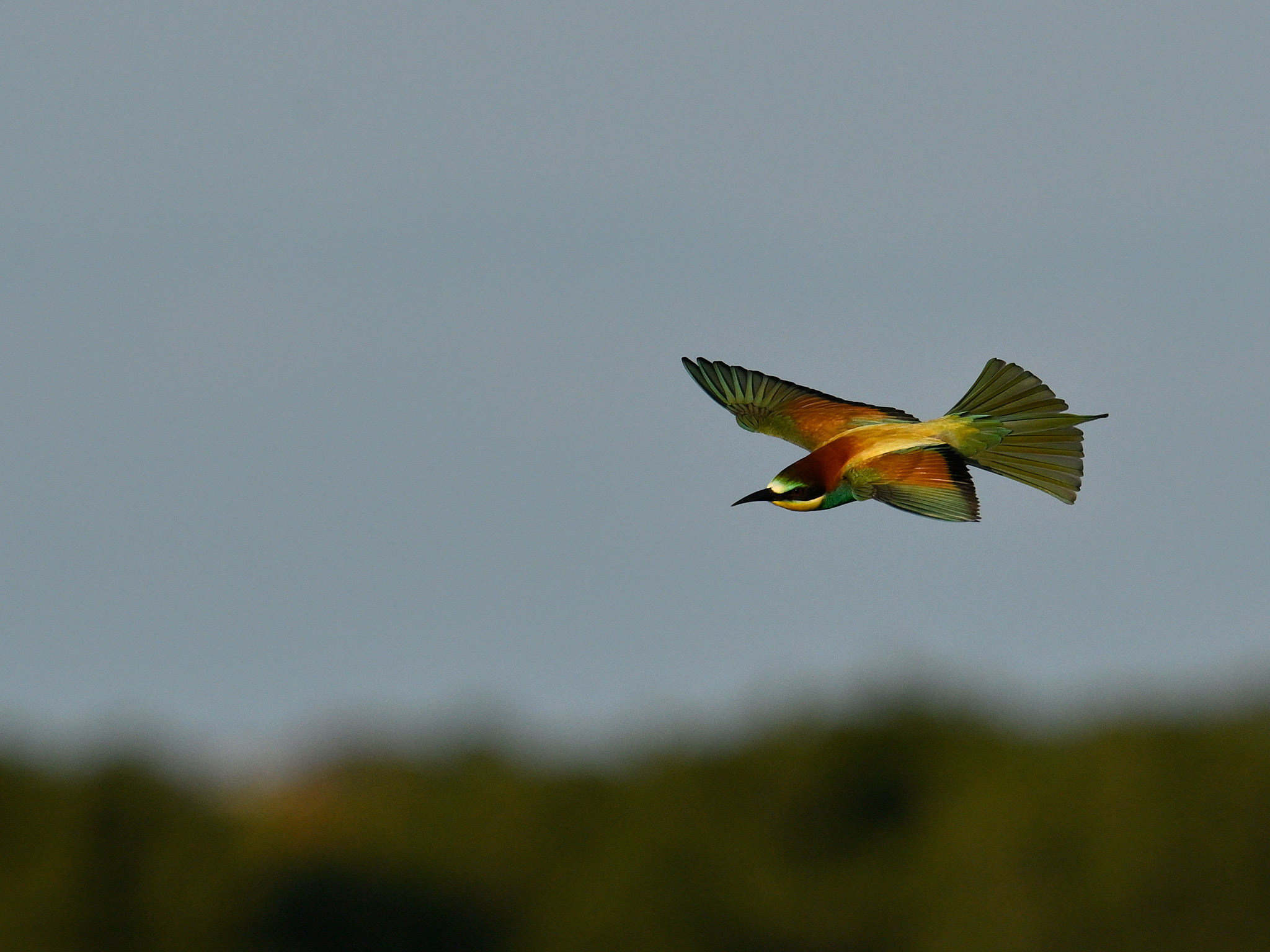 Merops apiaster