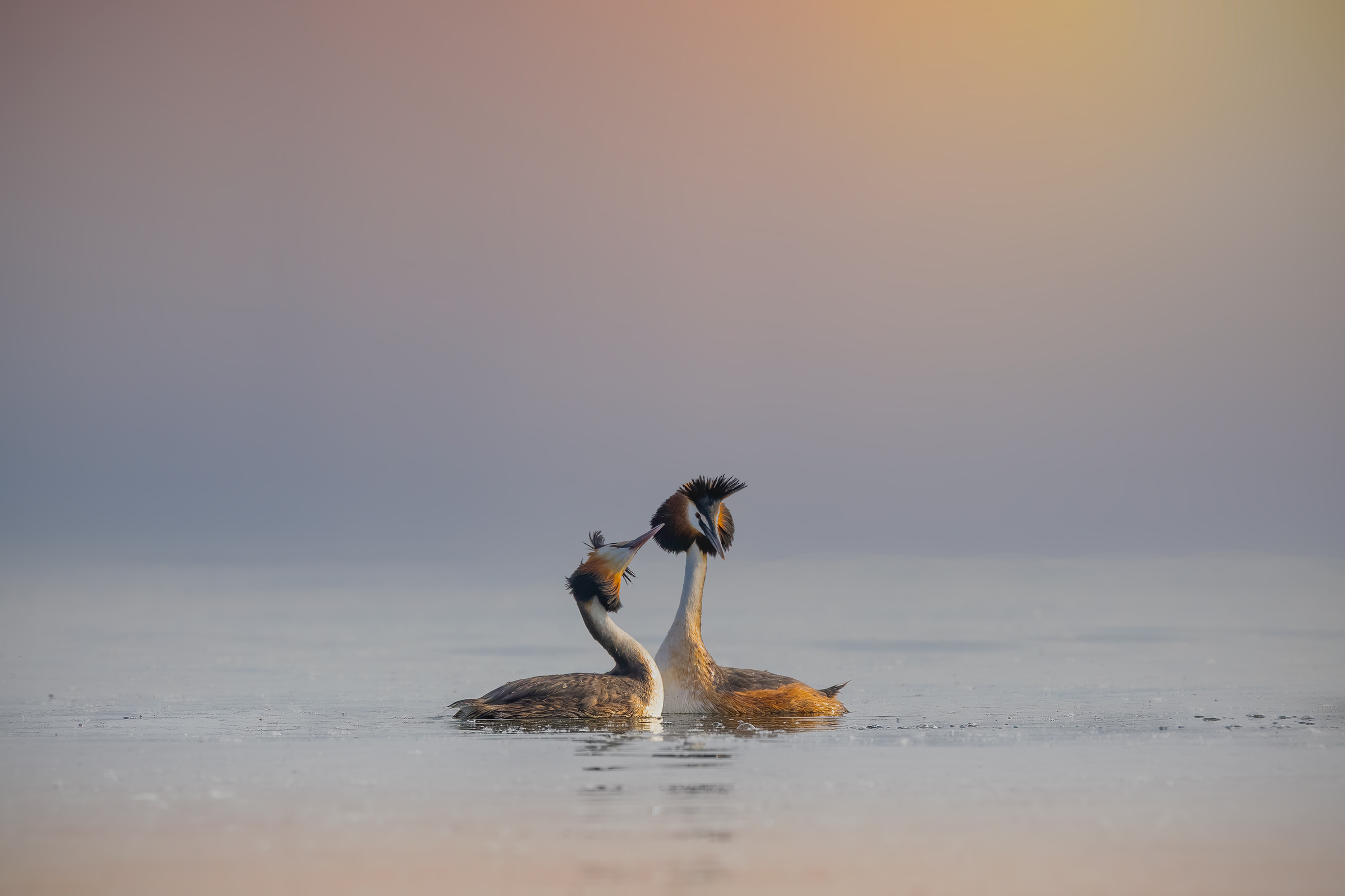 Coppia di Svassi amorosi