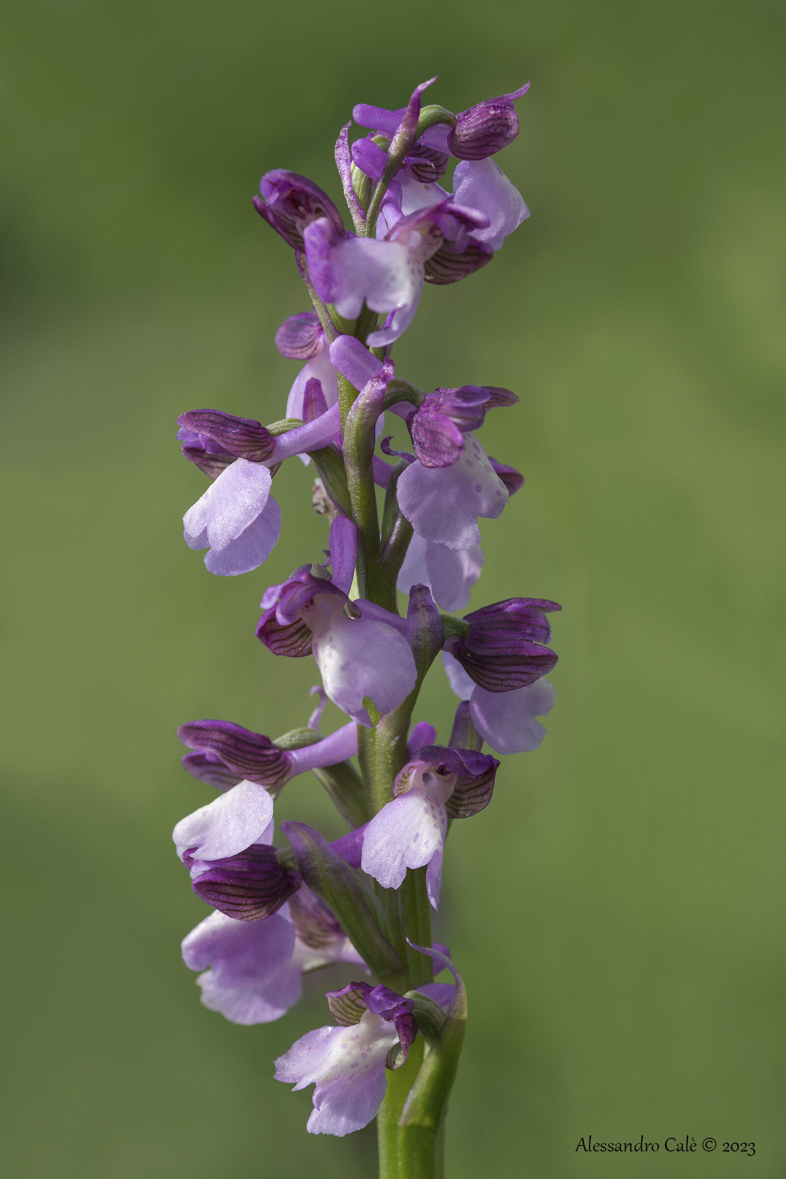 Anacamptis morio