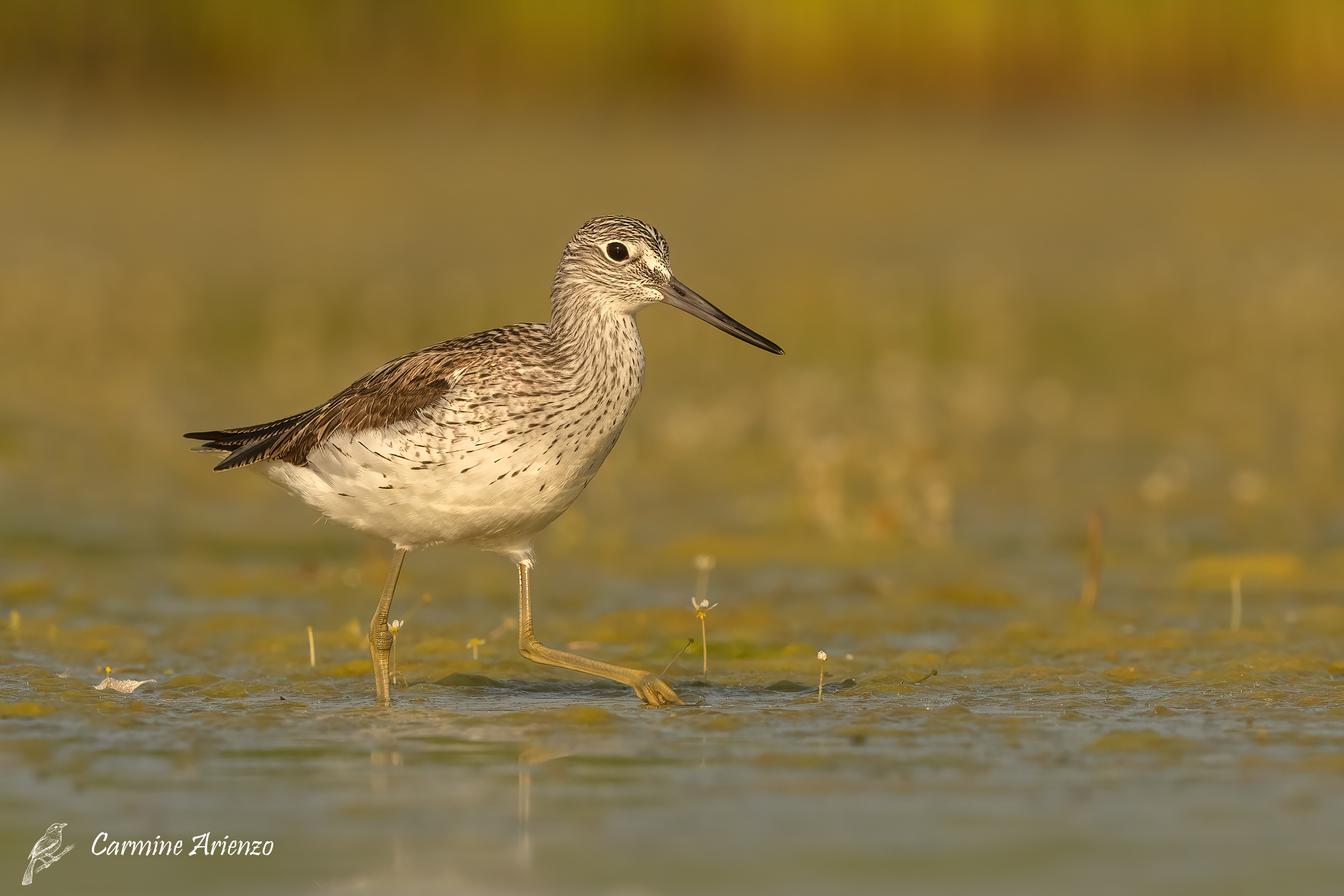 Greenshank