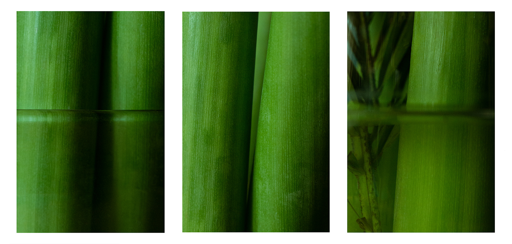 Botanica23 - triptych