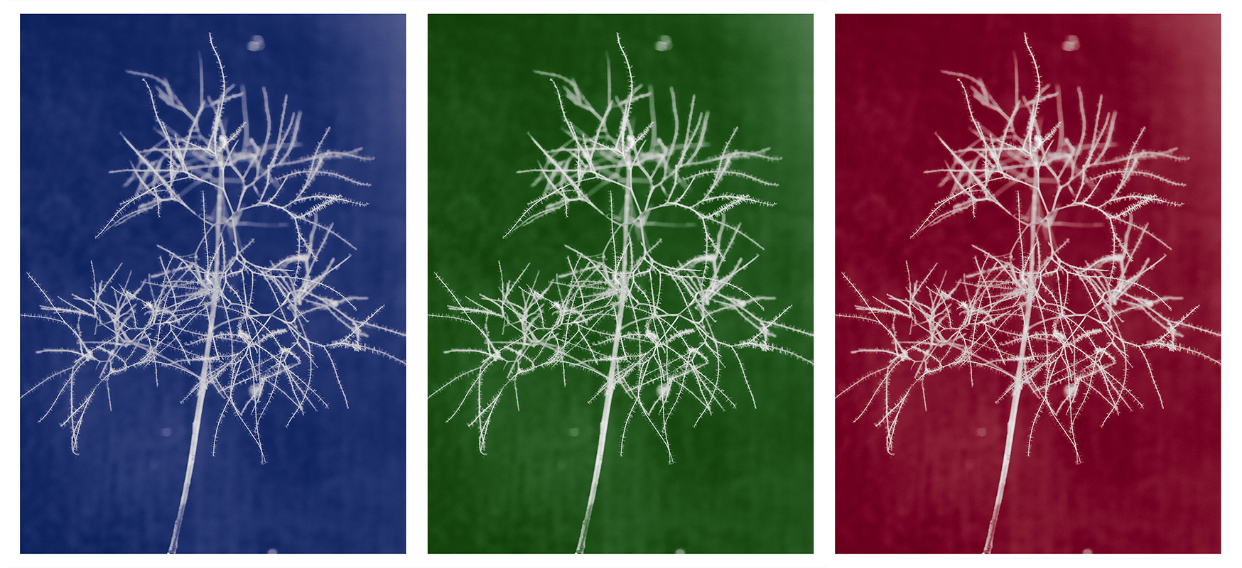 Botanica25 - triptych