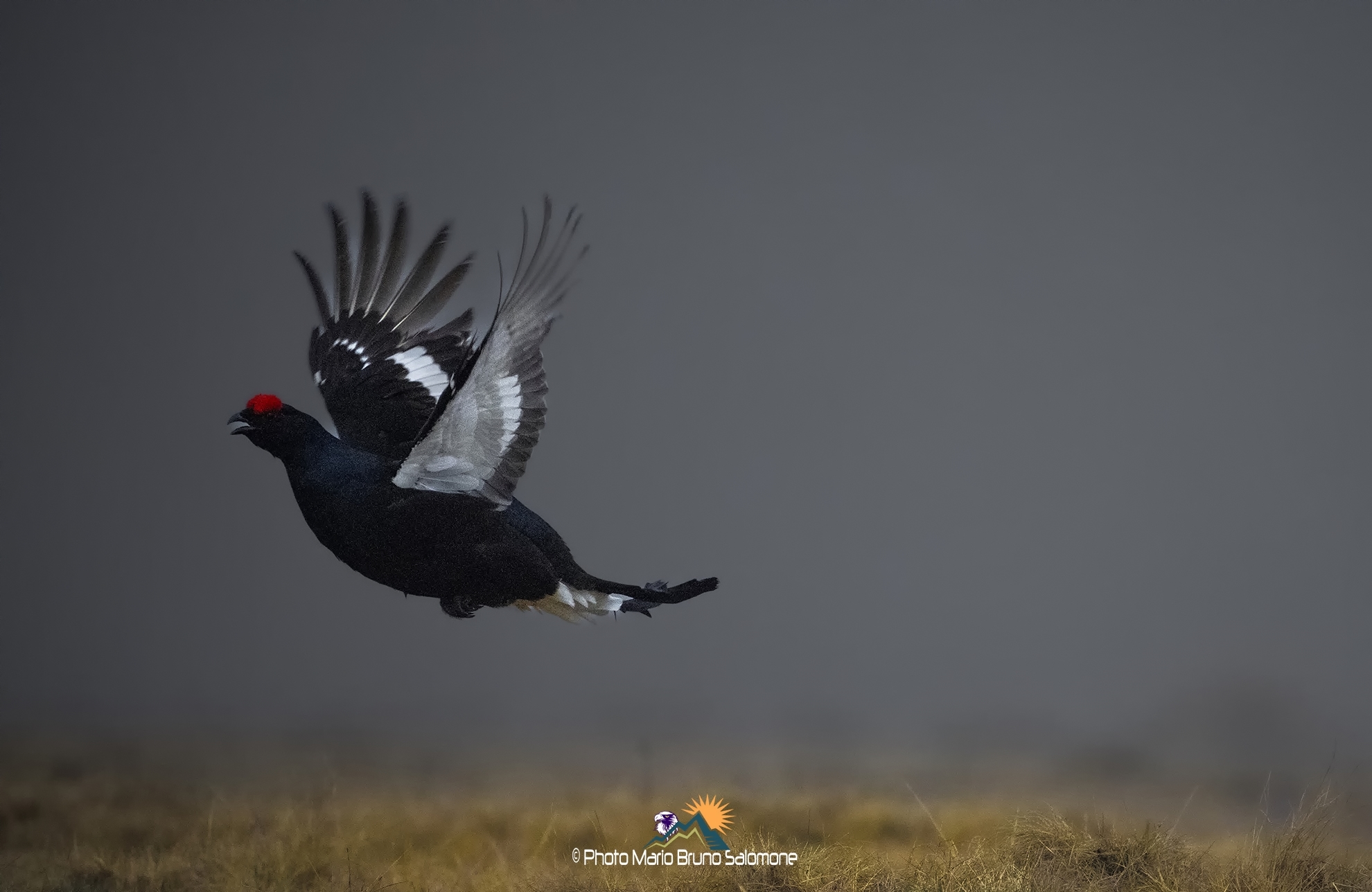 "Colori nella nebbia." Gallo forcello (Lirurus tet...
