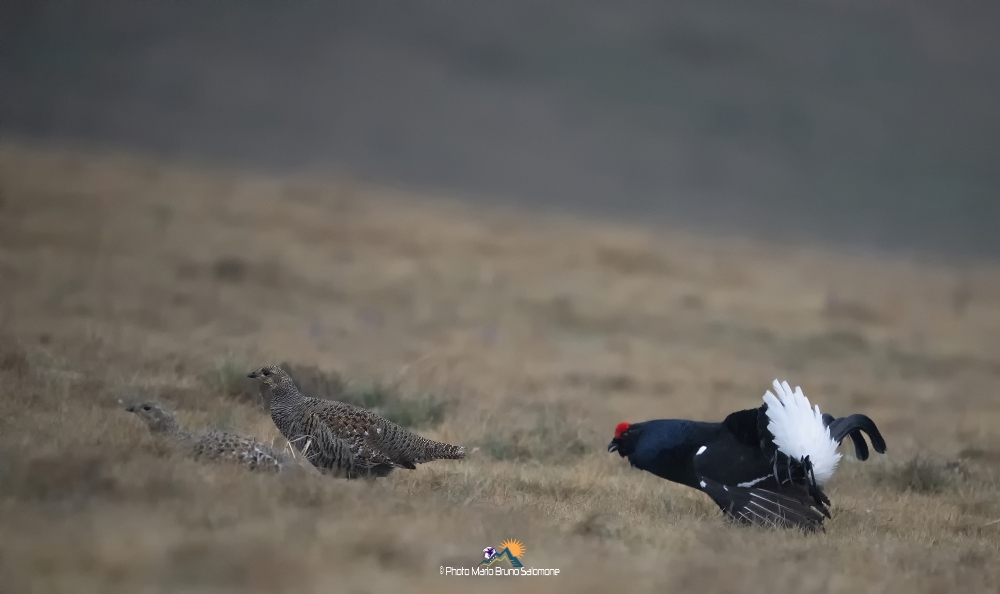 Inseguimenti amorosi. Forcelli in arena