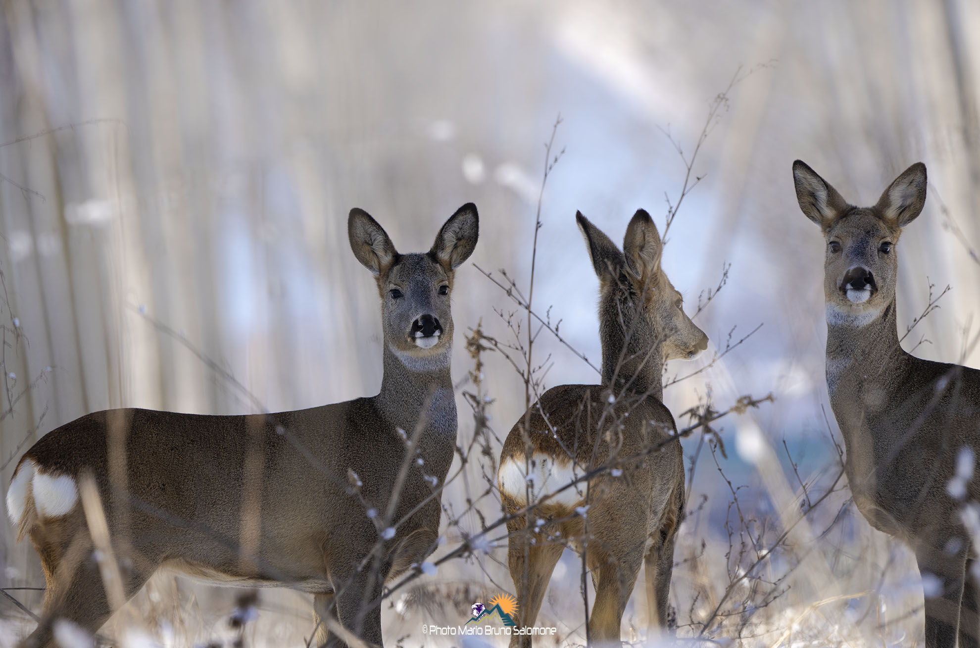 Looks that meet. Roe deer