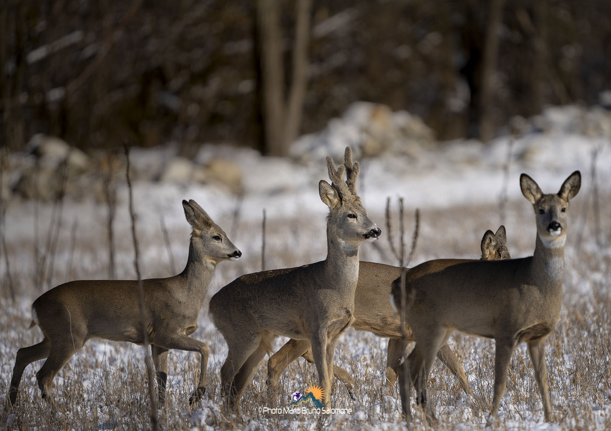 Last snow. Roe deer