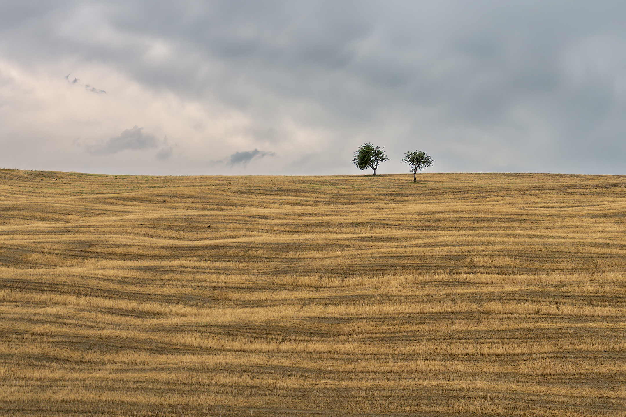 Lucania