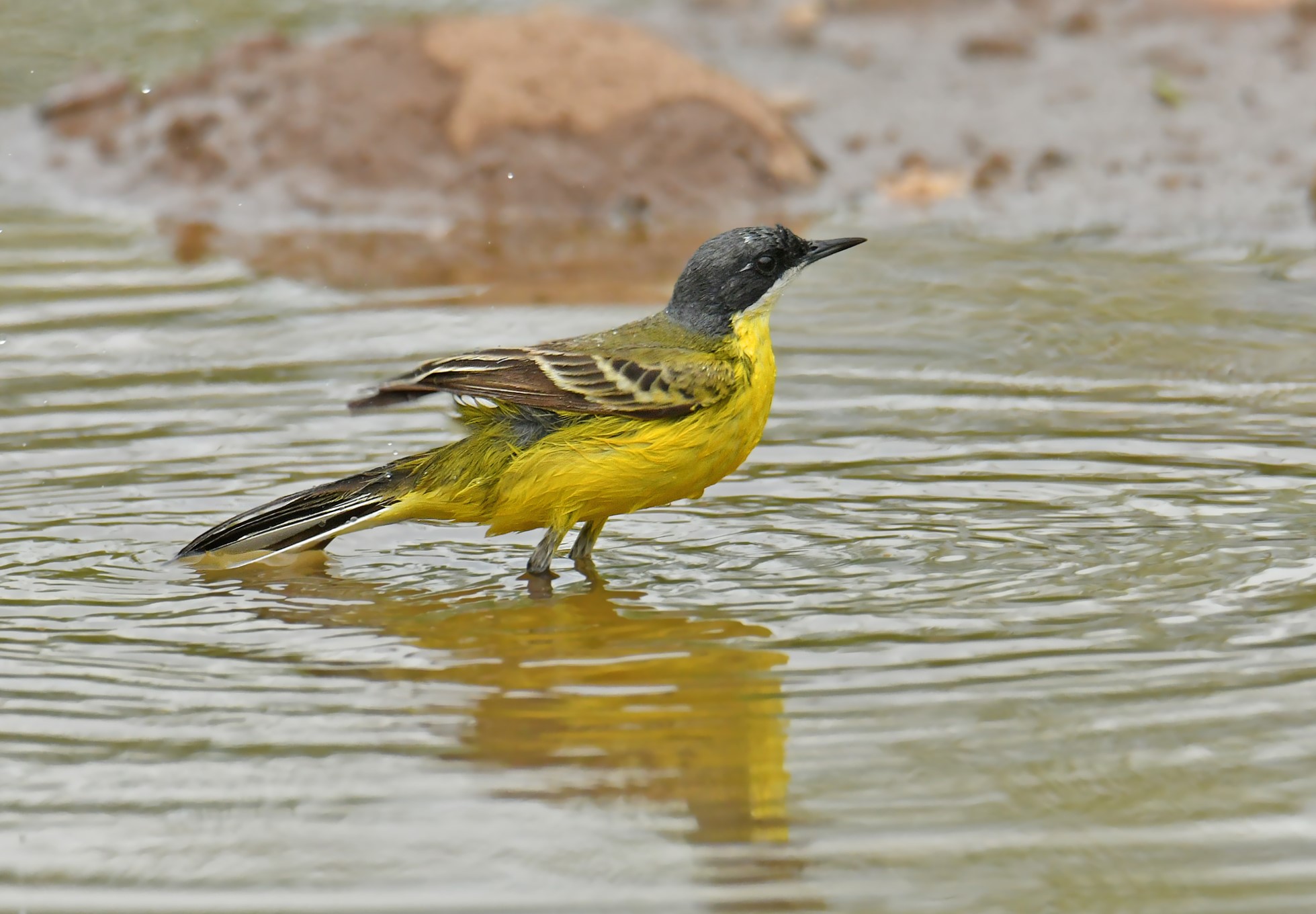 Wagtail
