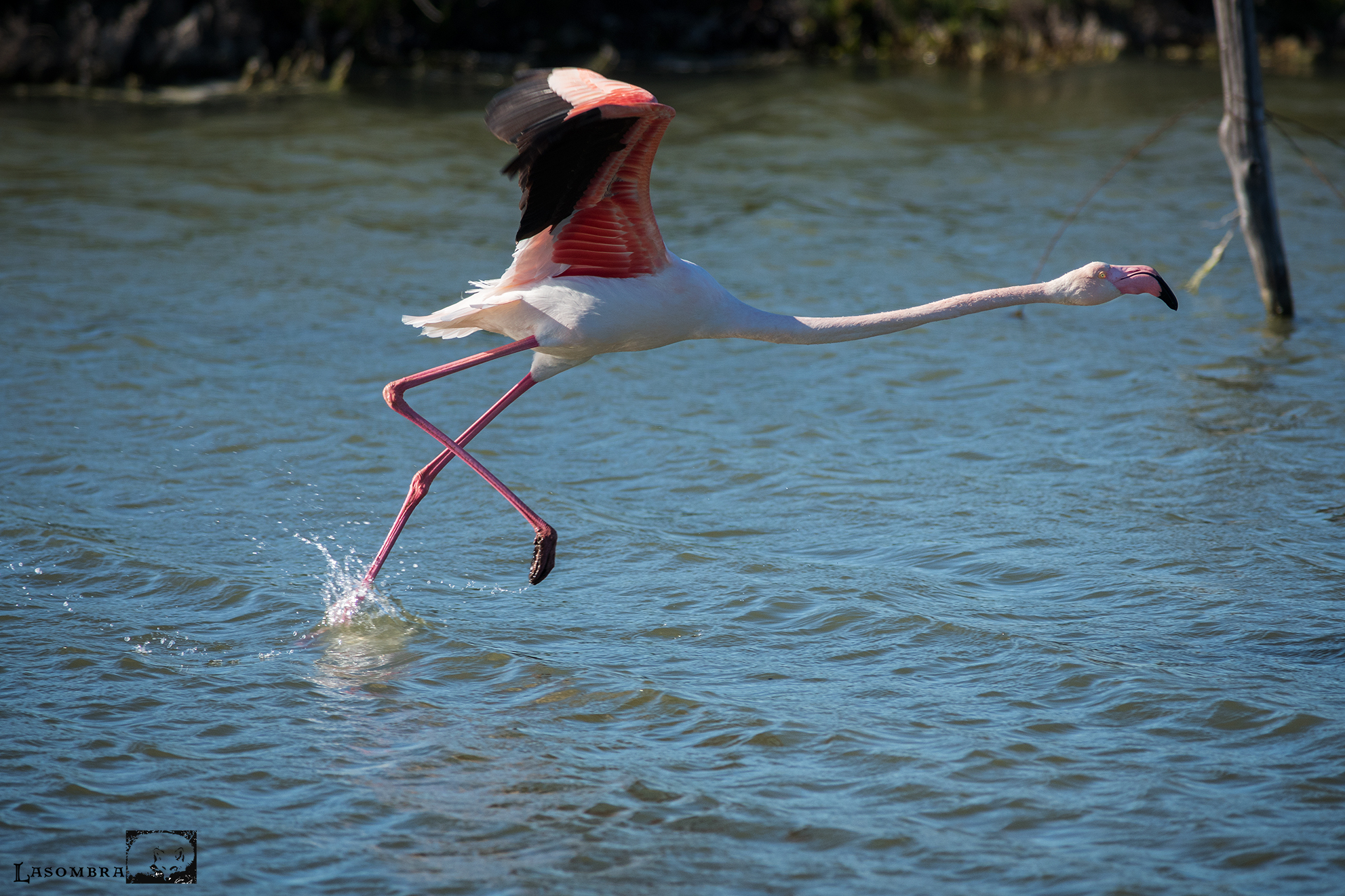 Fenicottero in fuga