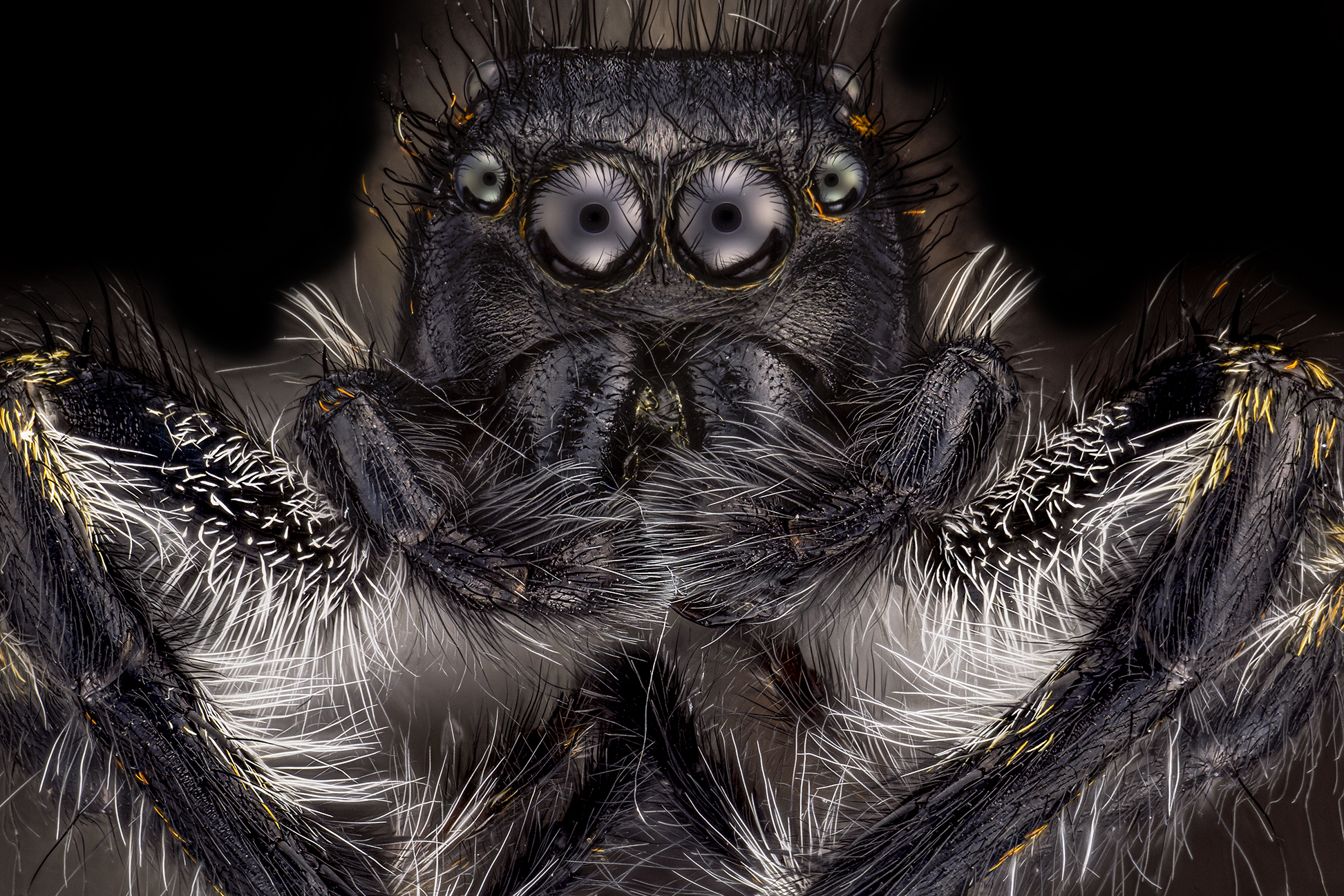 Cahrrotus xantogram male
