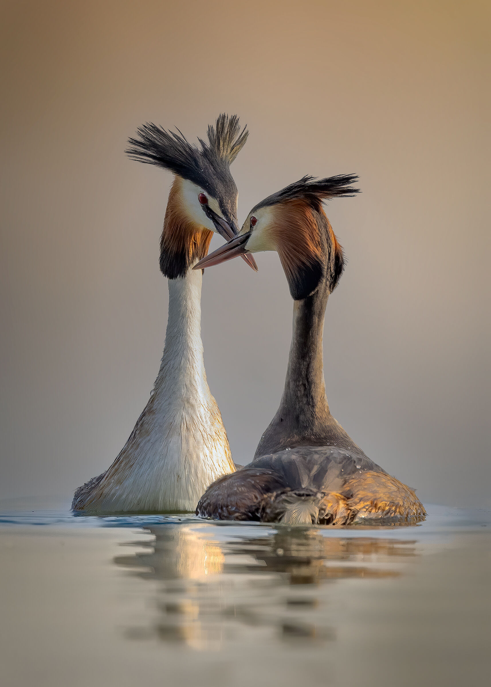 Coppia di Svasso maggiore in corteggiamento