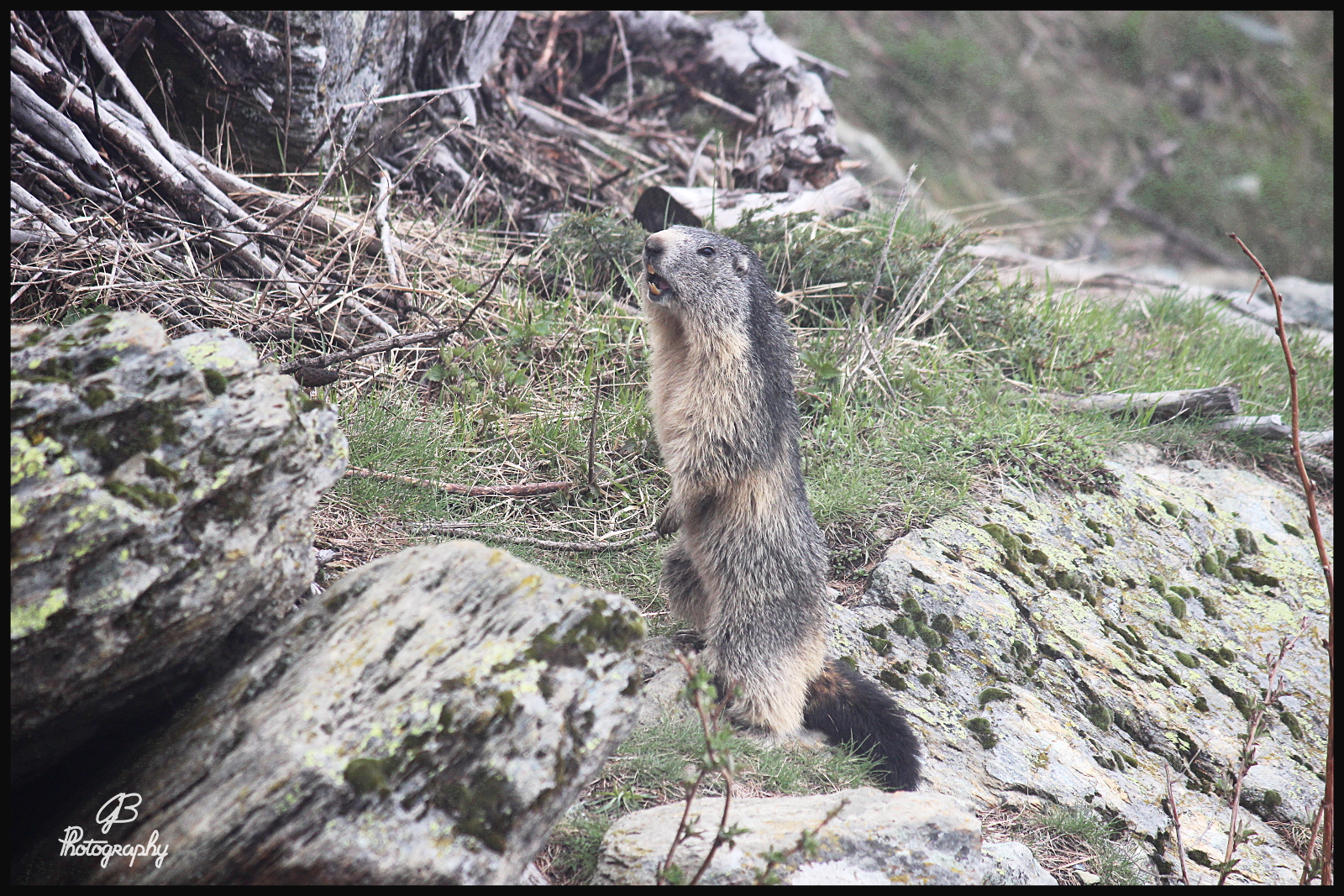 Marmotta nella nebbia