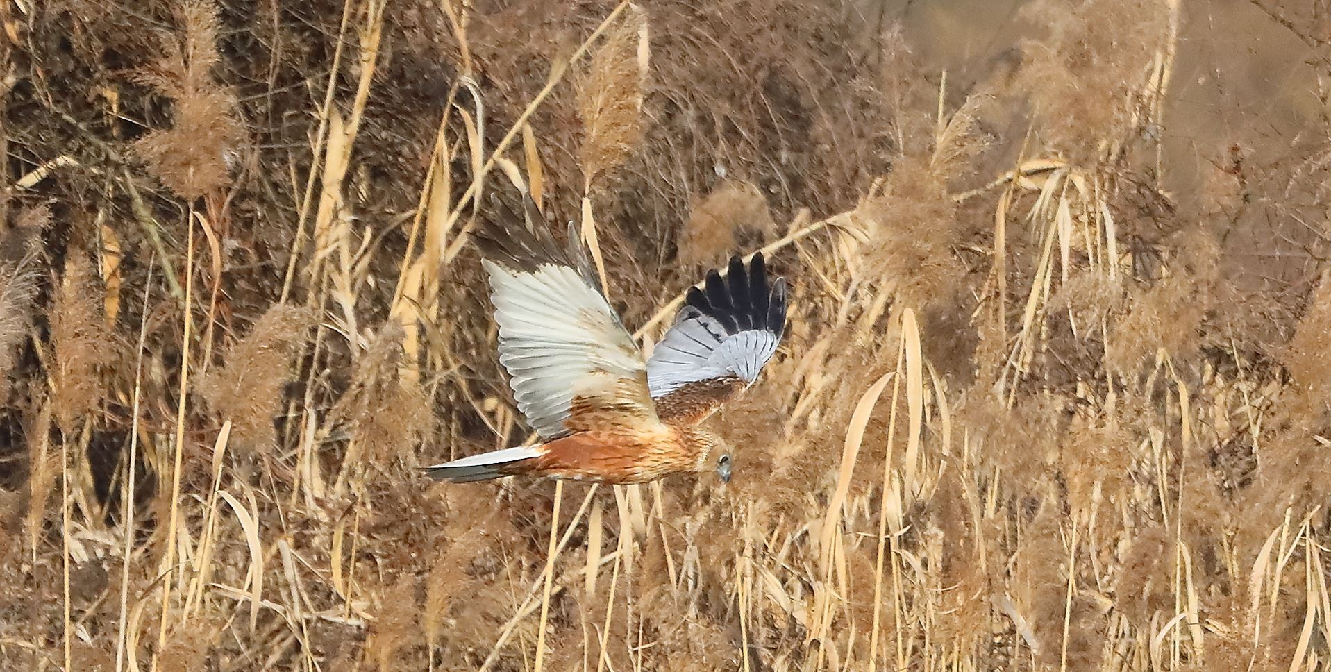Falco di palude 03-02-2023