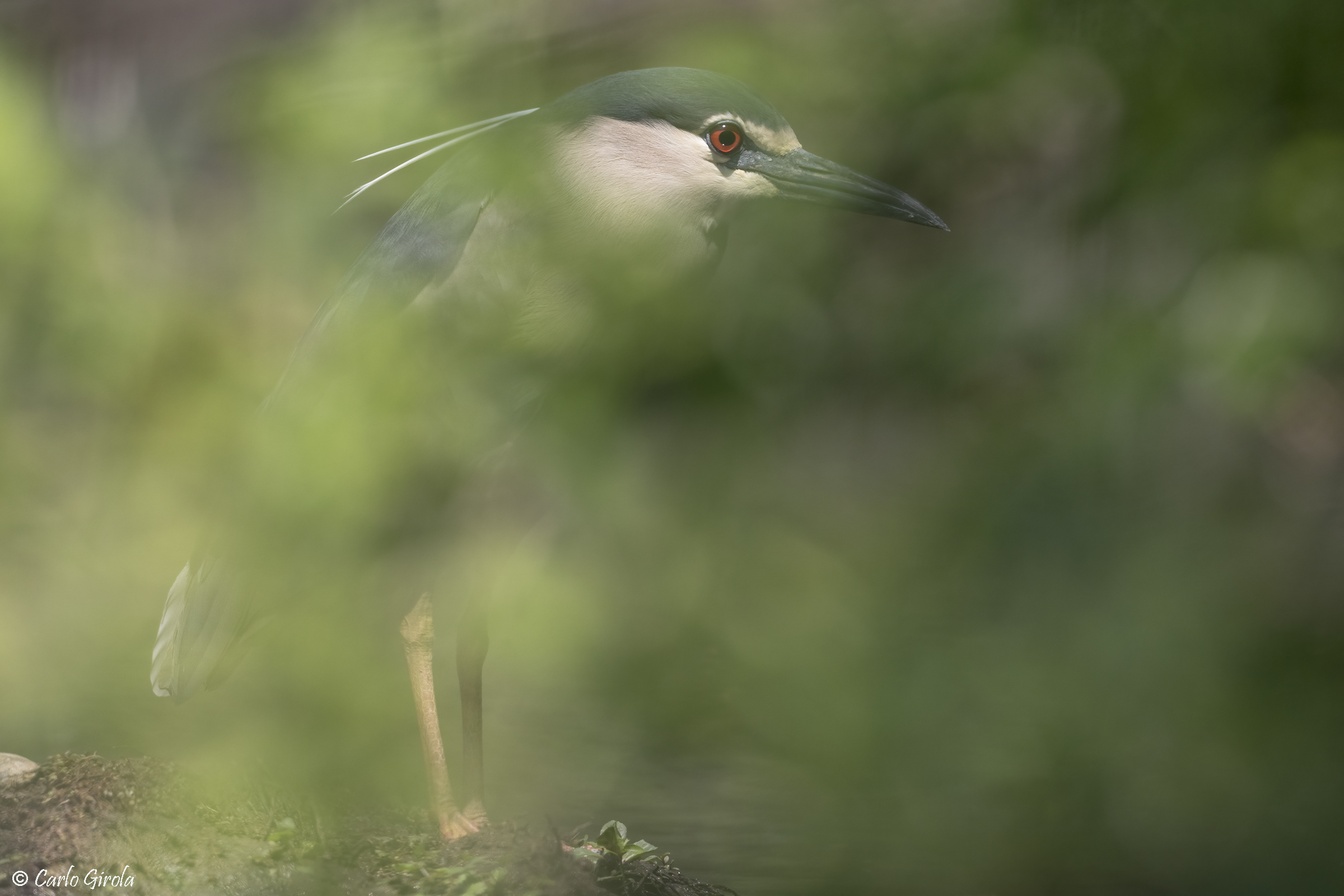 Nitticora (Nycticorax nycticorax) mimetica