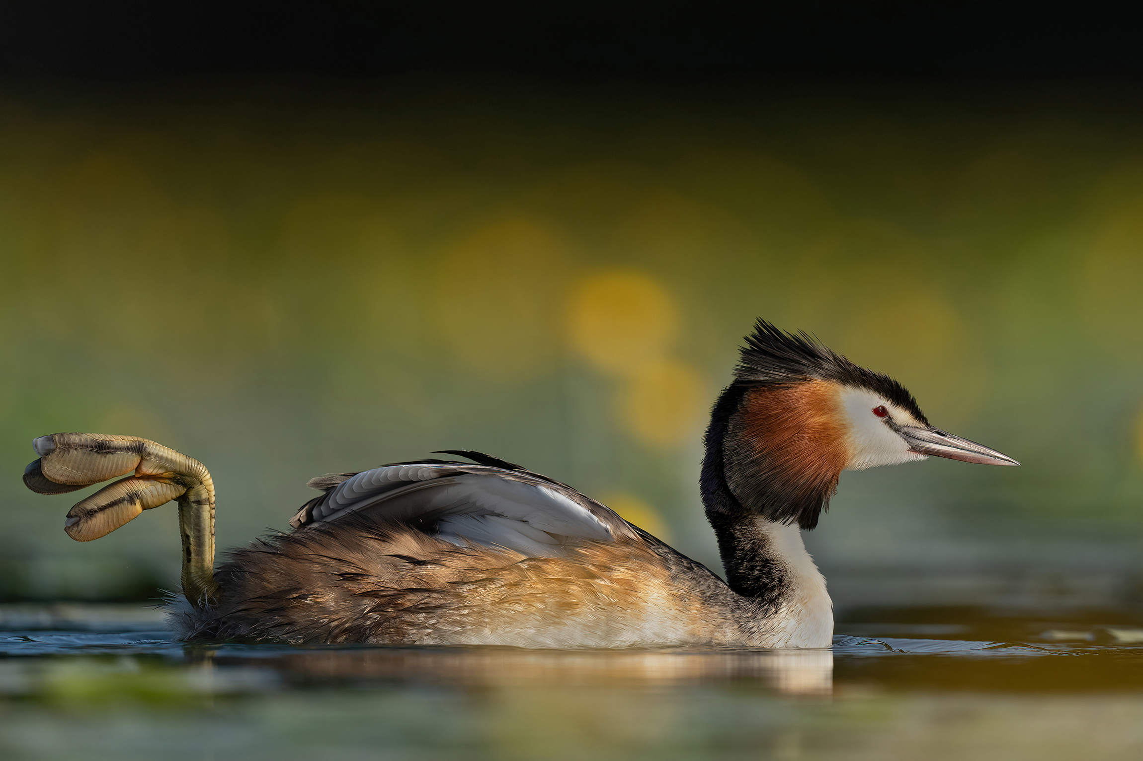 Lonely Grebe