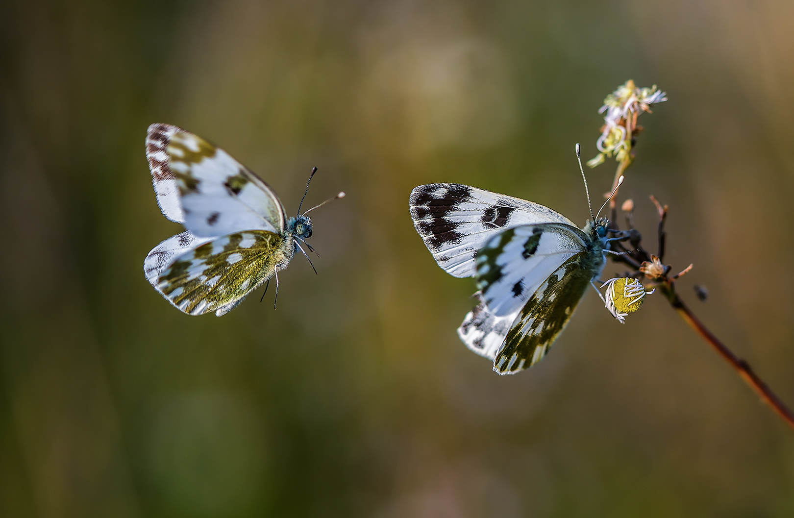 Light flight