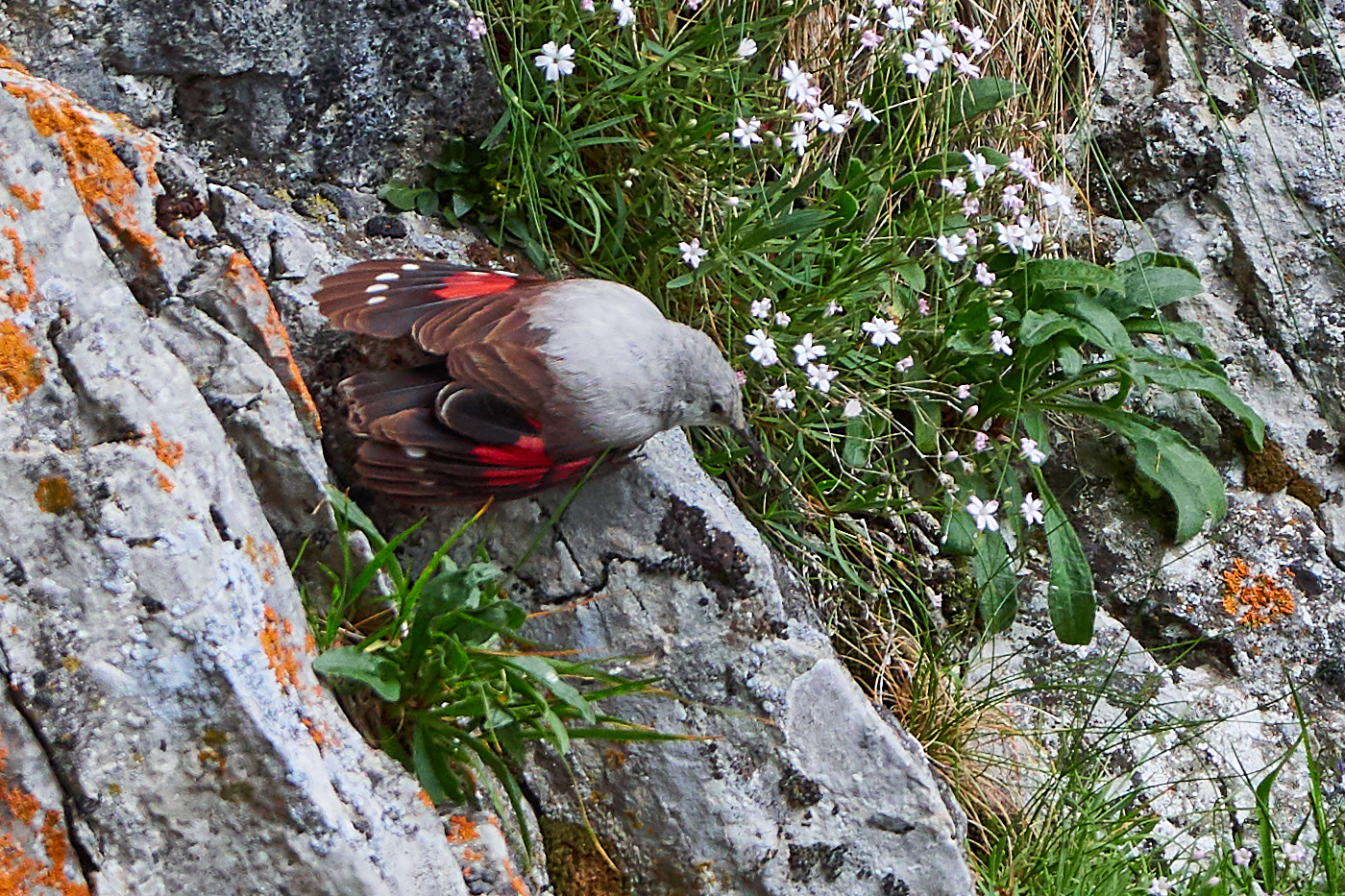 Wall Creeper ( Trichodroma murarka )