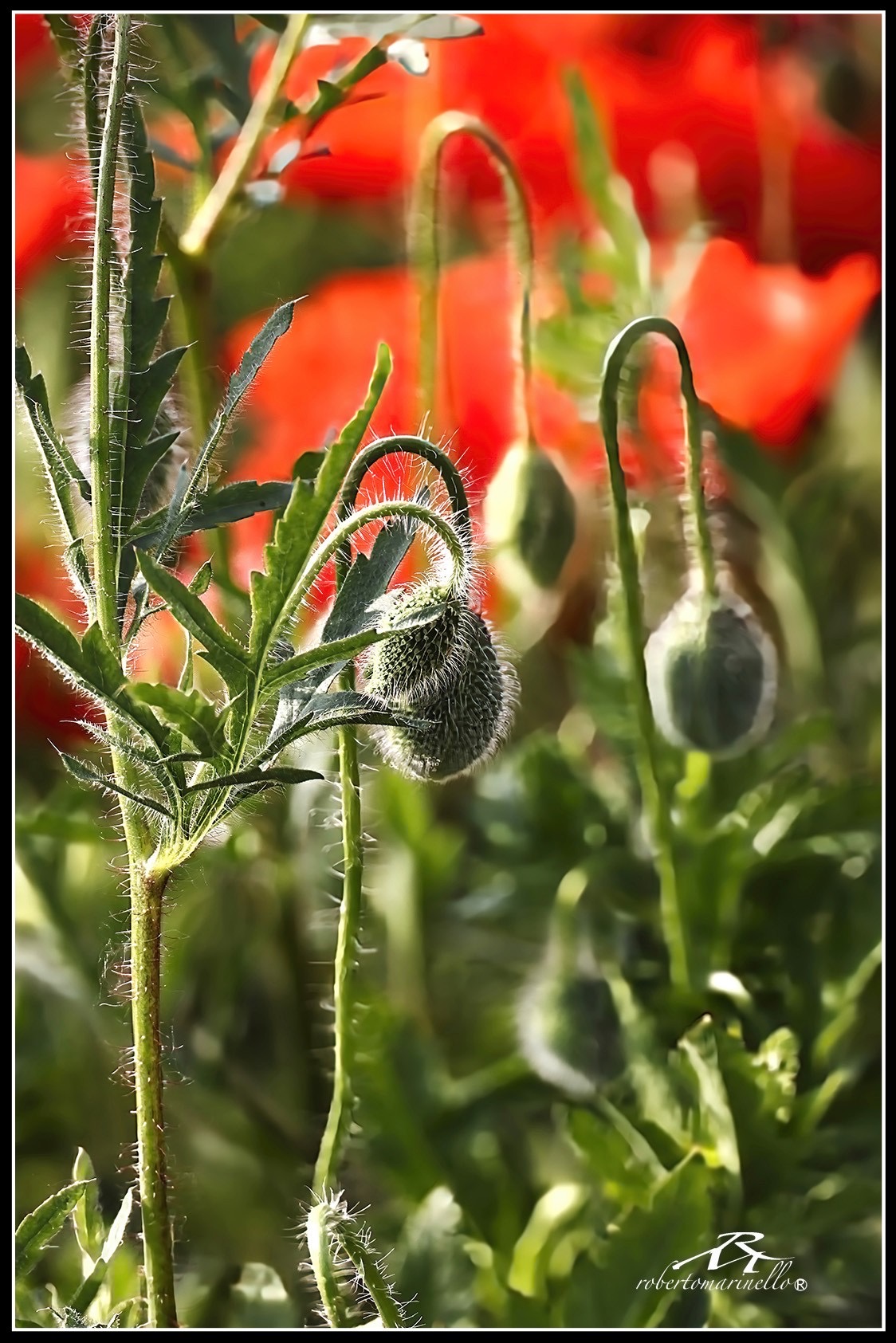 Hairy poppy buds in the foreground