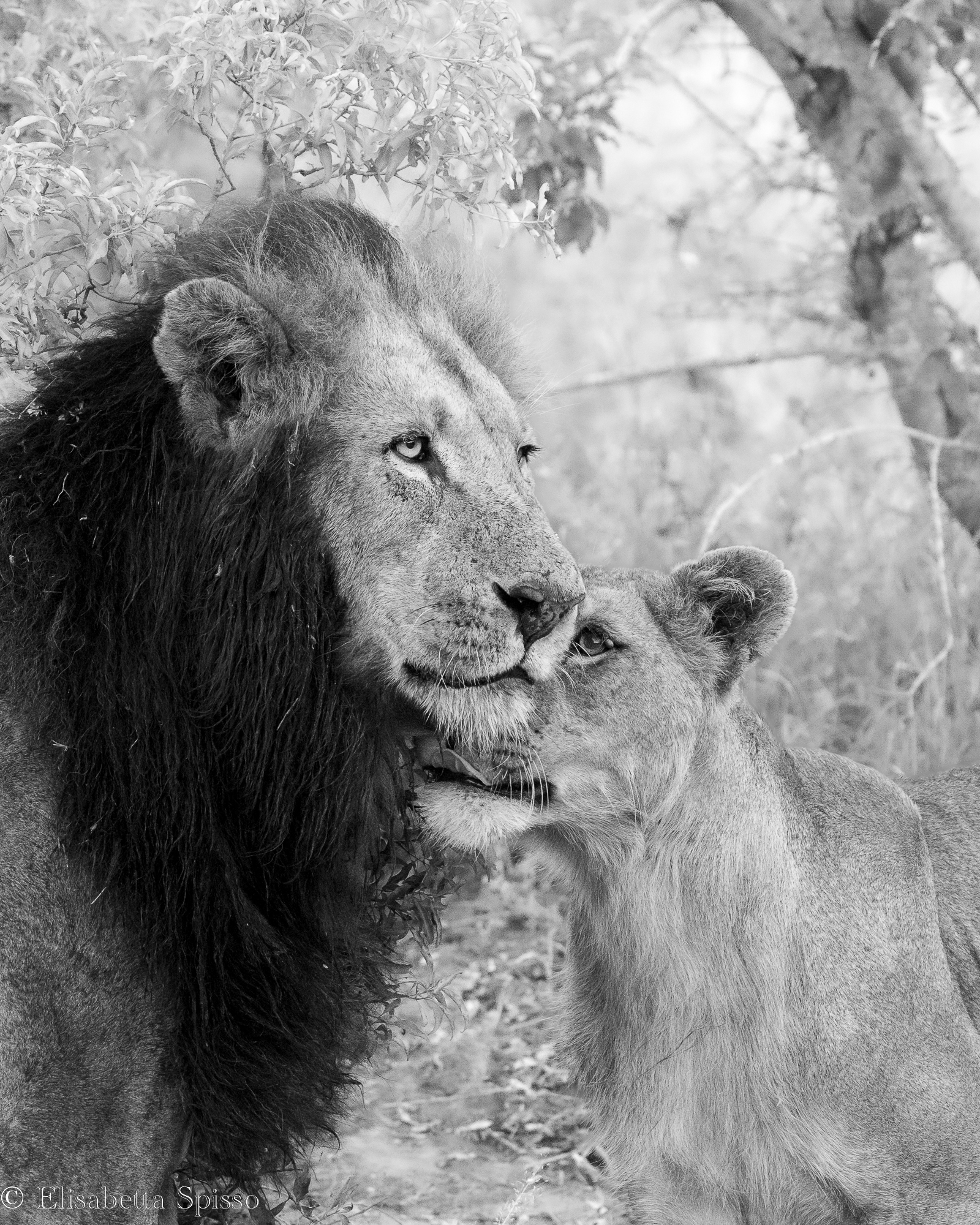 Manyeleti Game Reserve