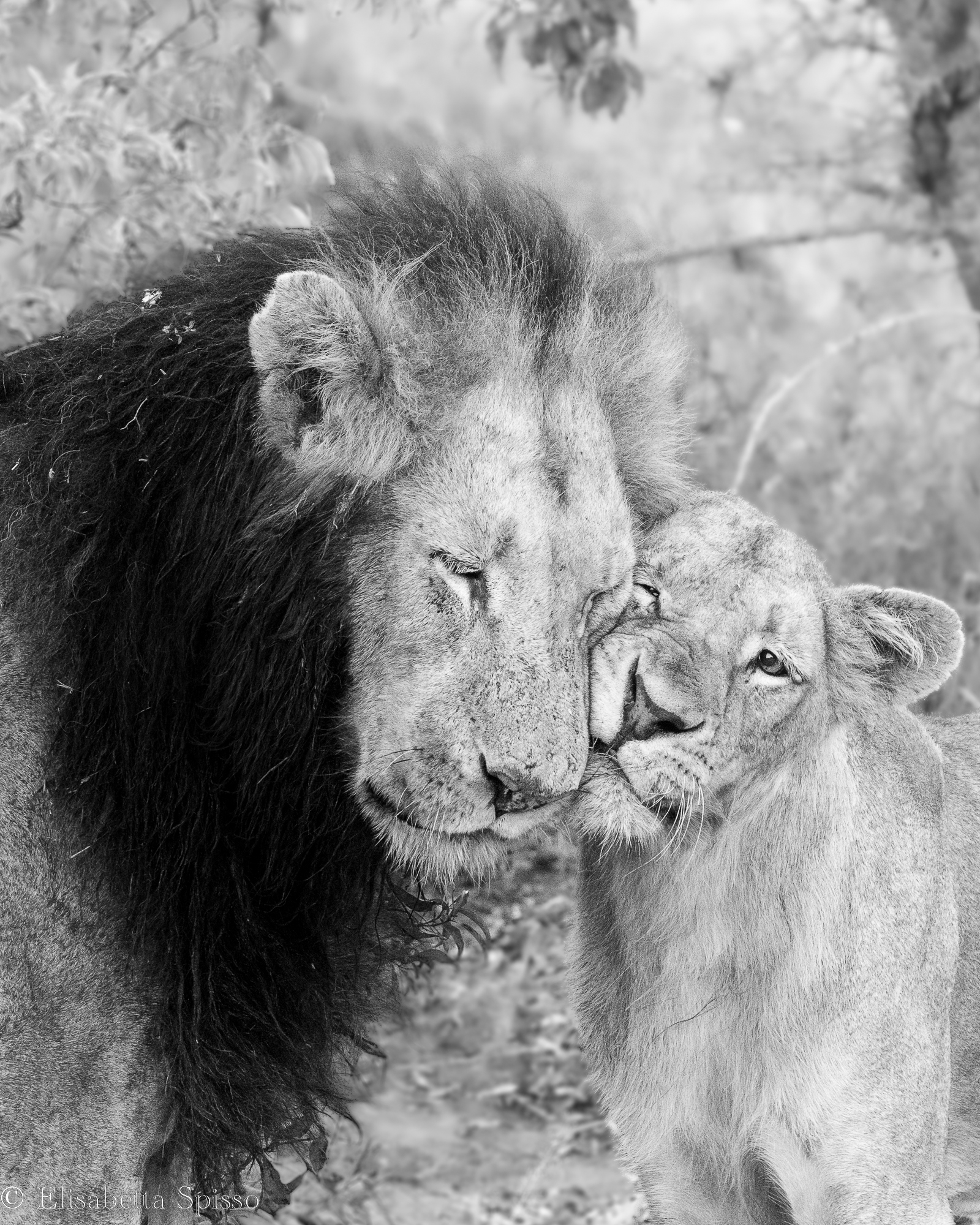 Manyeleti Game Reserve