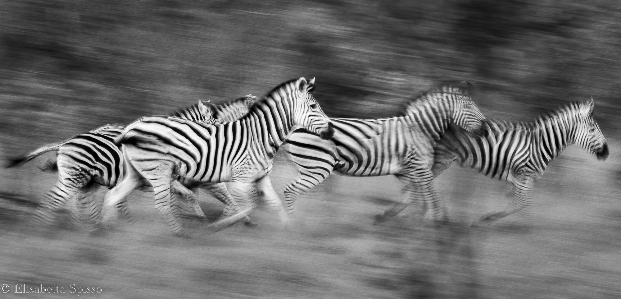 Manyeleti Game Reserve