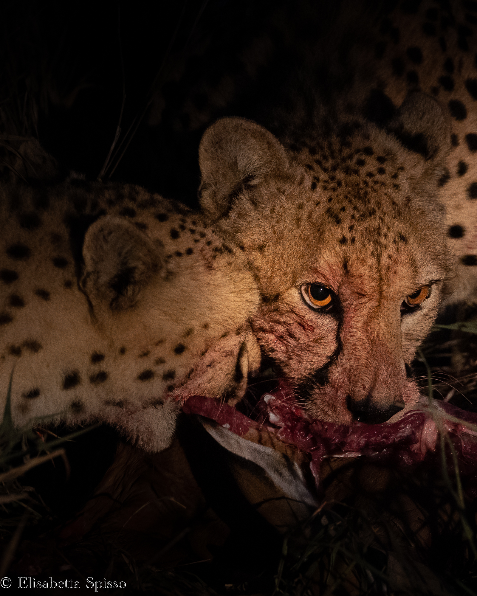 Manyeleti Game Reserve