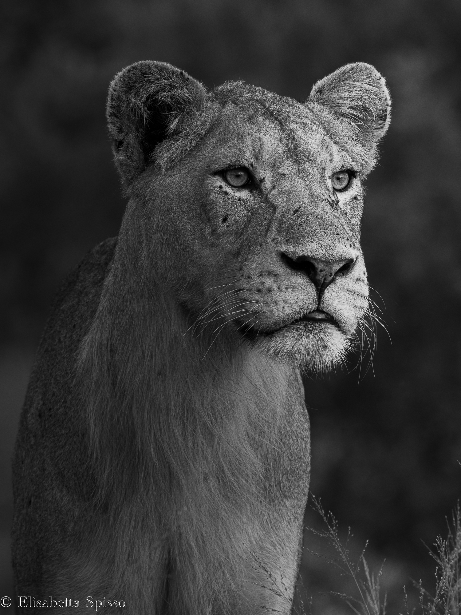 Manyeleti Game Reserve