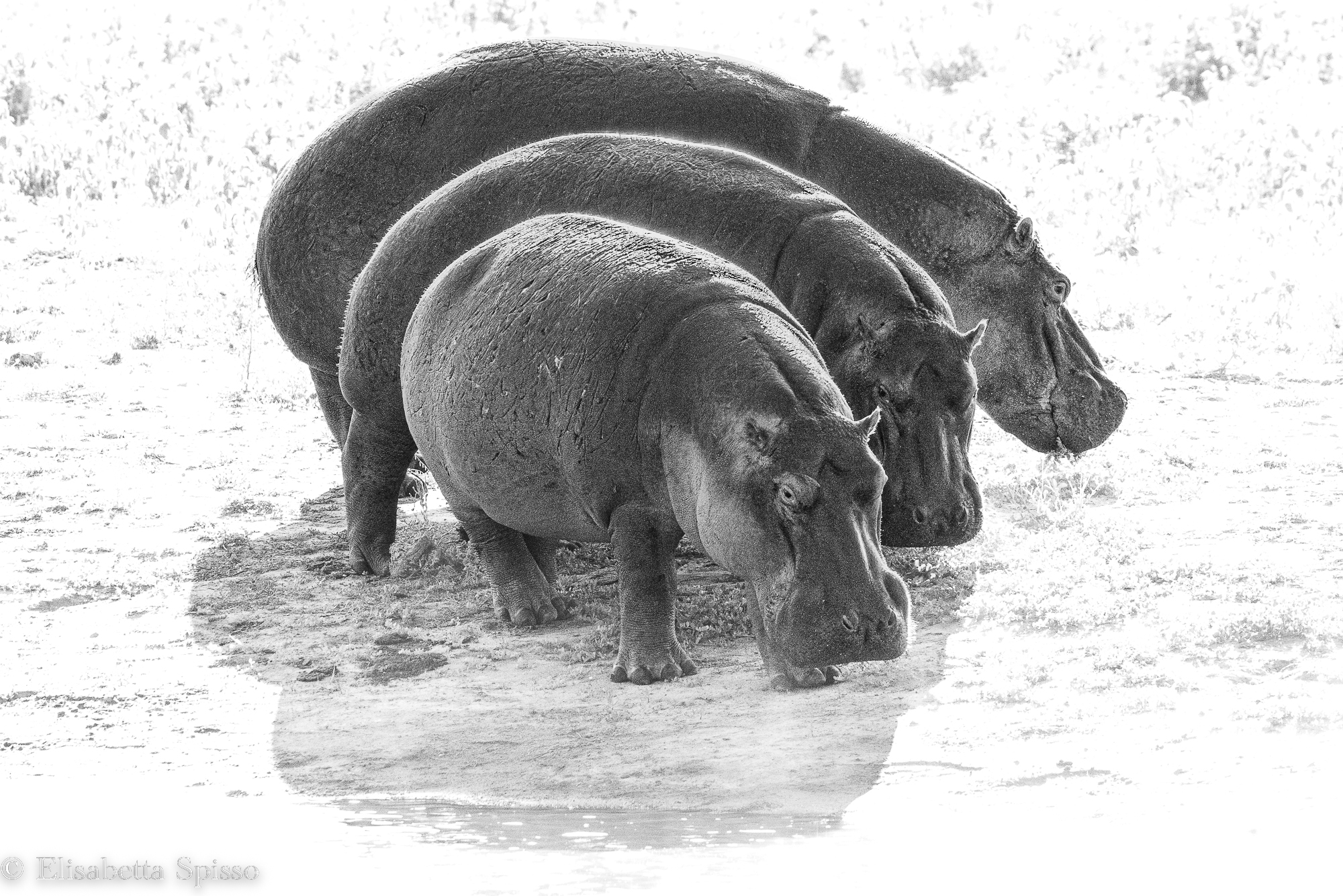 Manyeleti Game Reserve