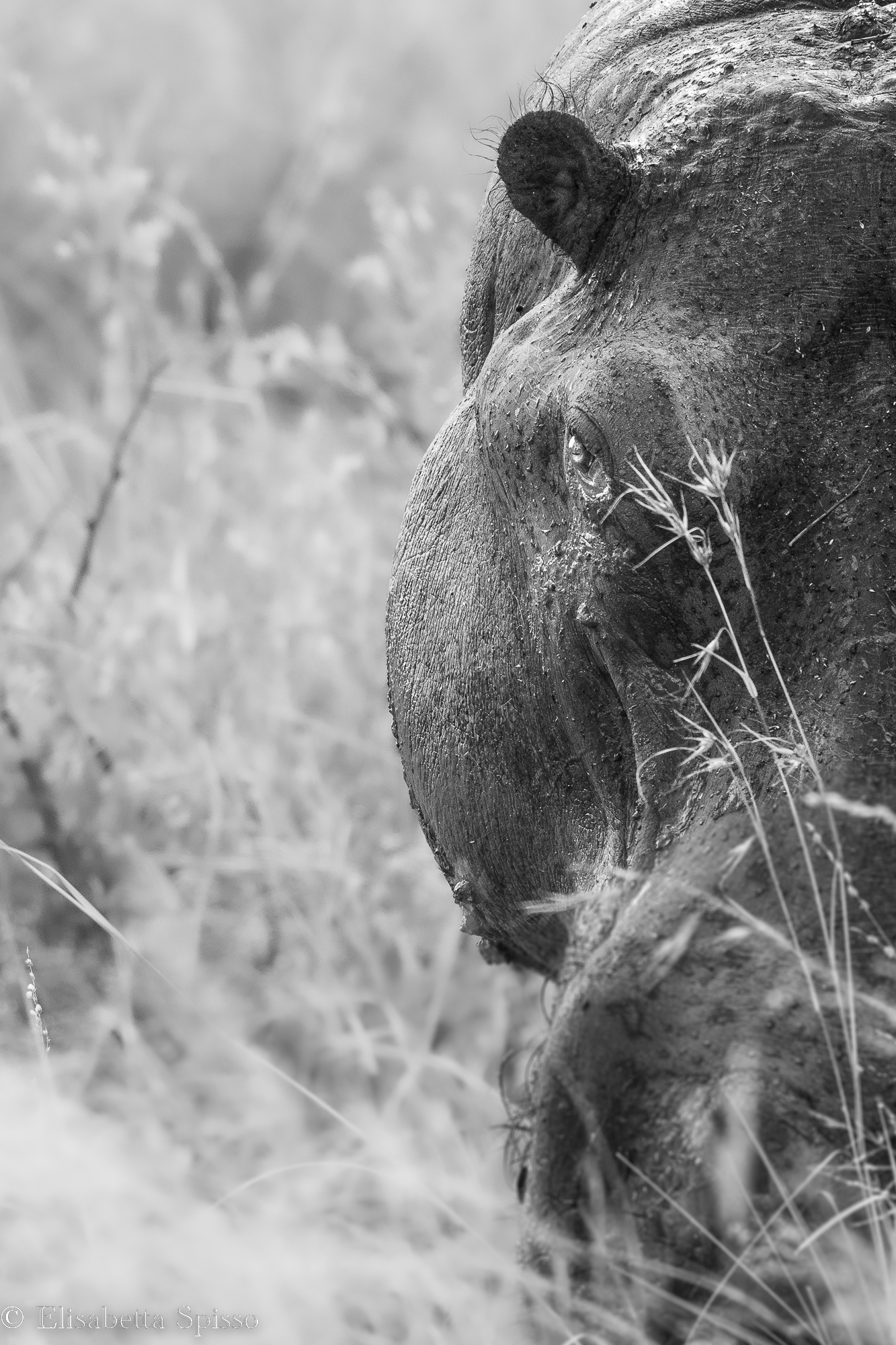 Manyeleti Game Reserve