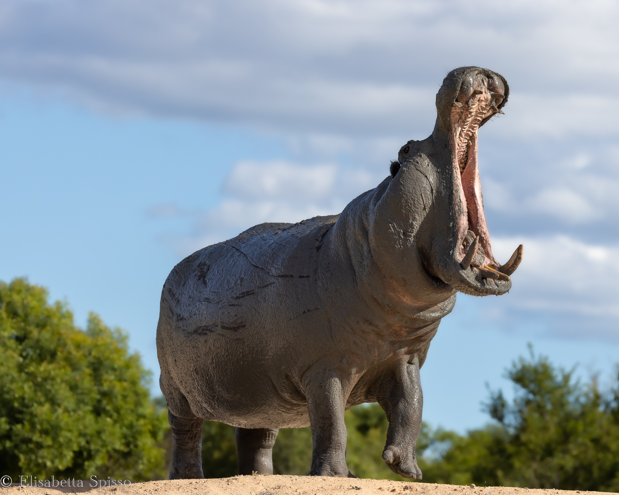 Manyeleti Game Reserve