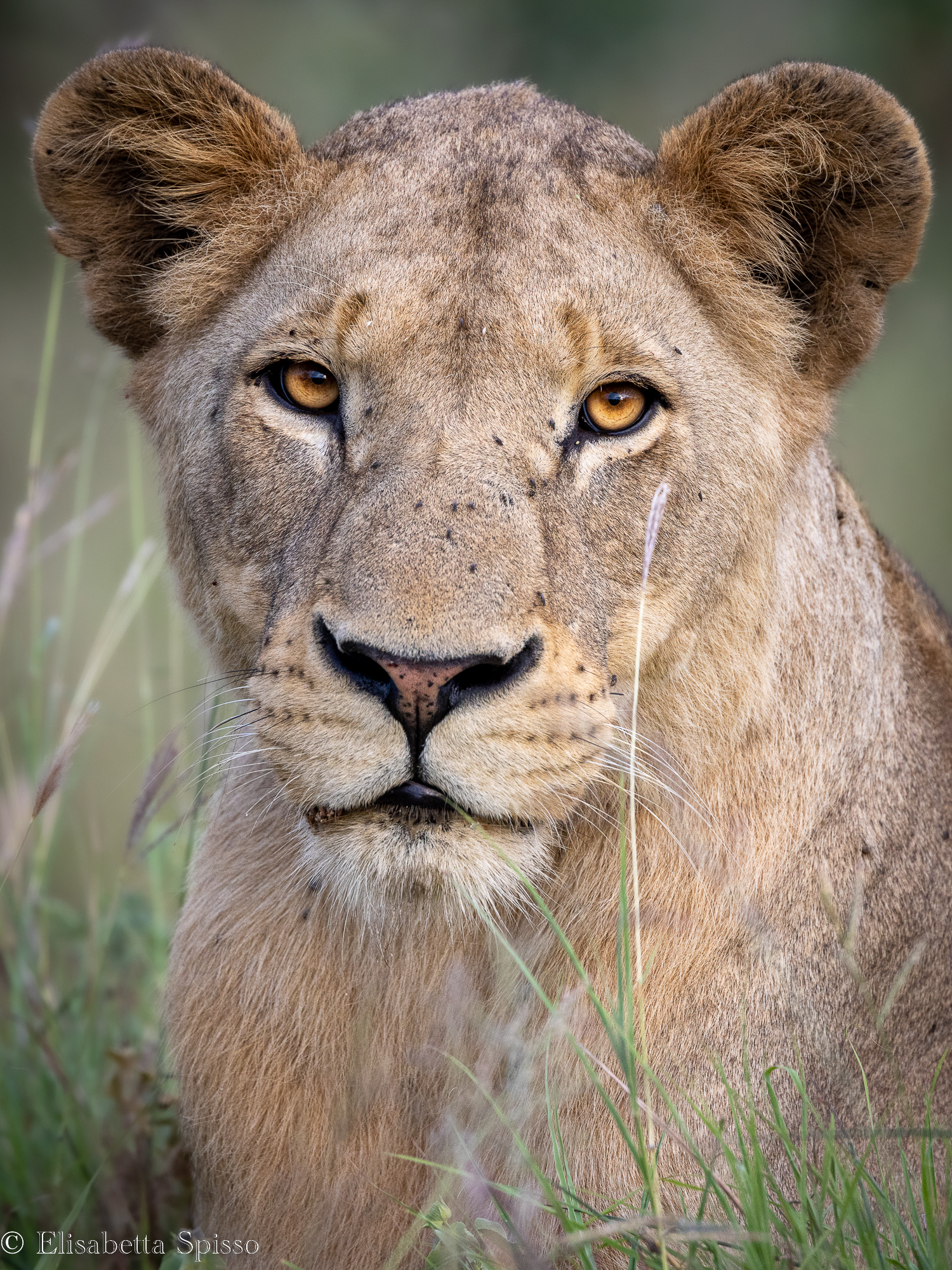 Manyeleti Game Reserve