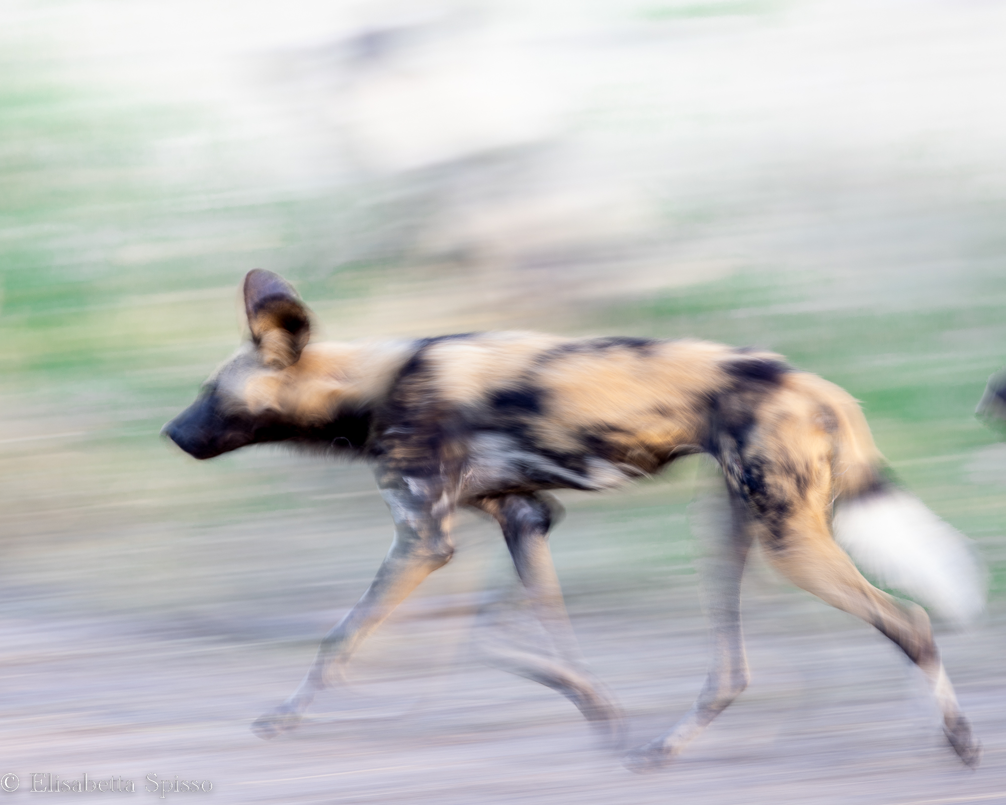 Manyeleti Game Reserve