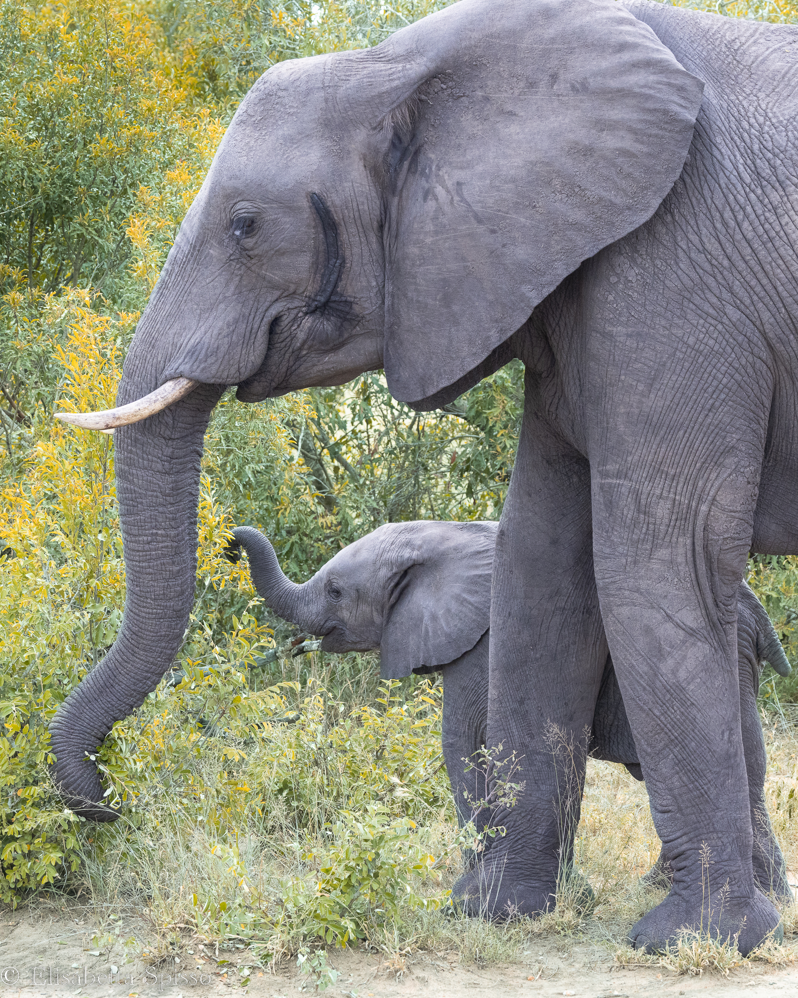 Manyeleti Game Reserve