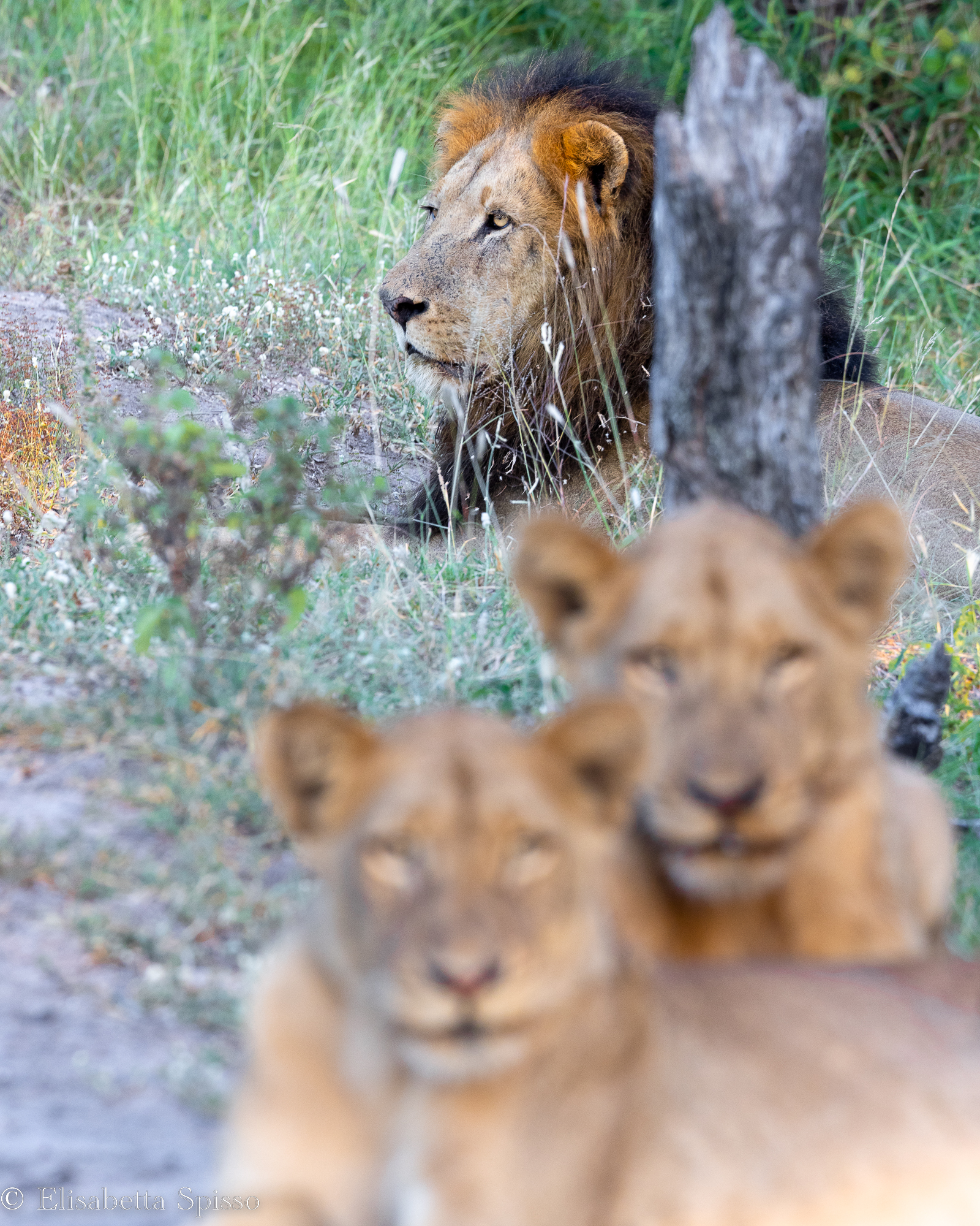 Manyeleti Game Reserve