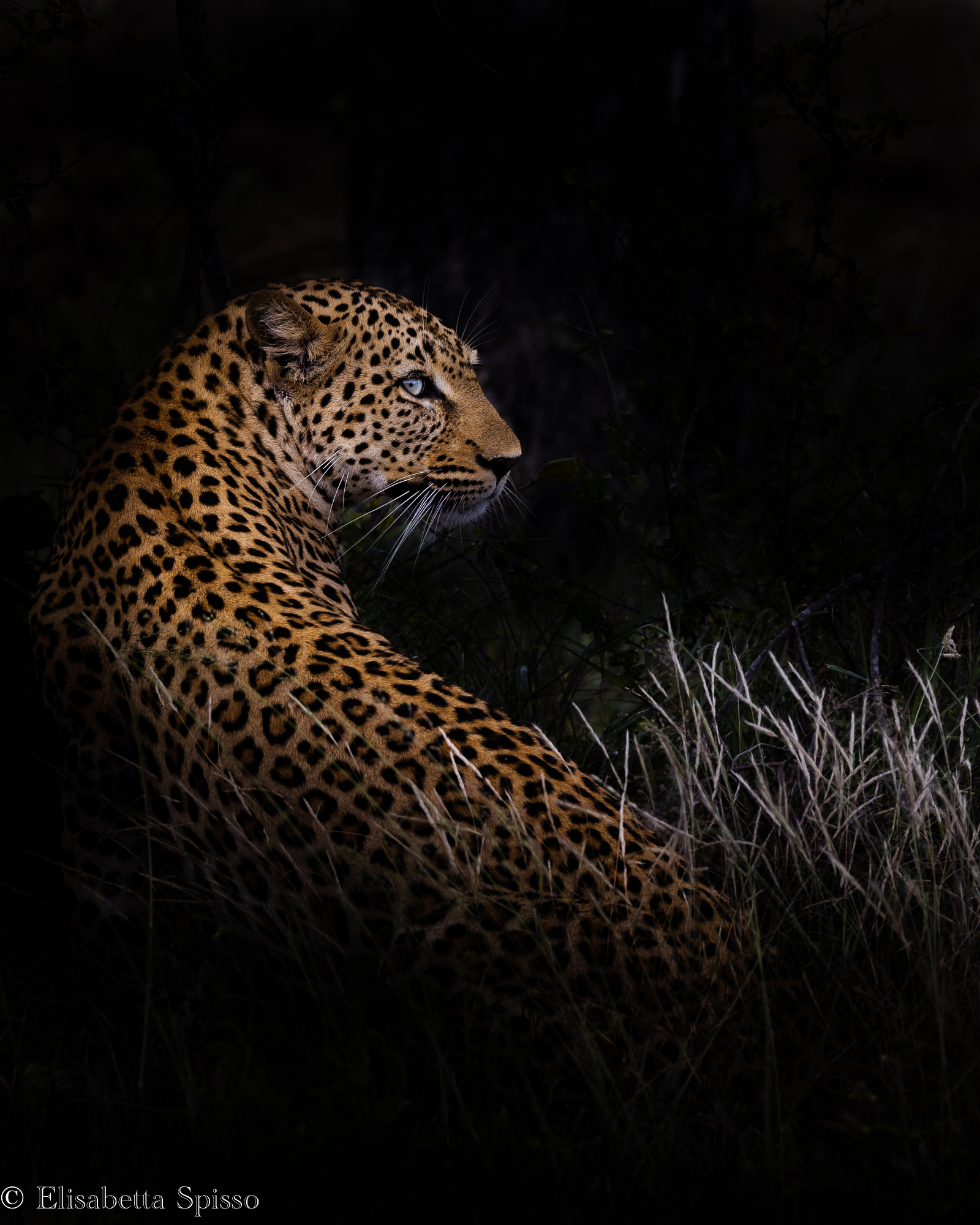 Manyeleti Game Reserve