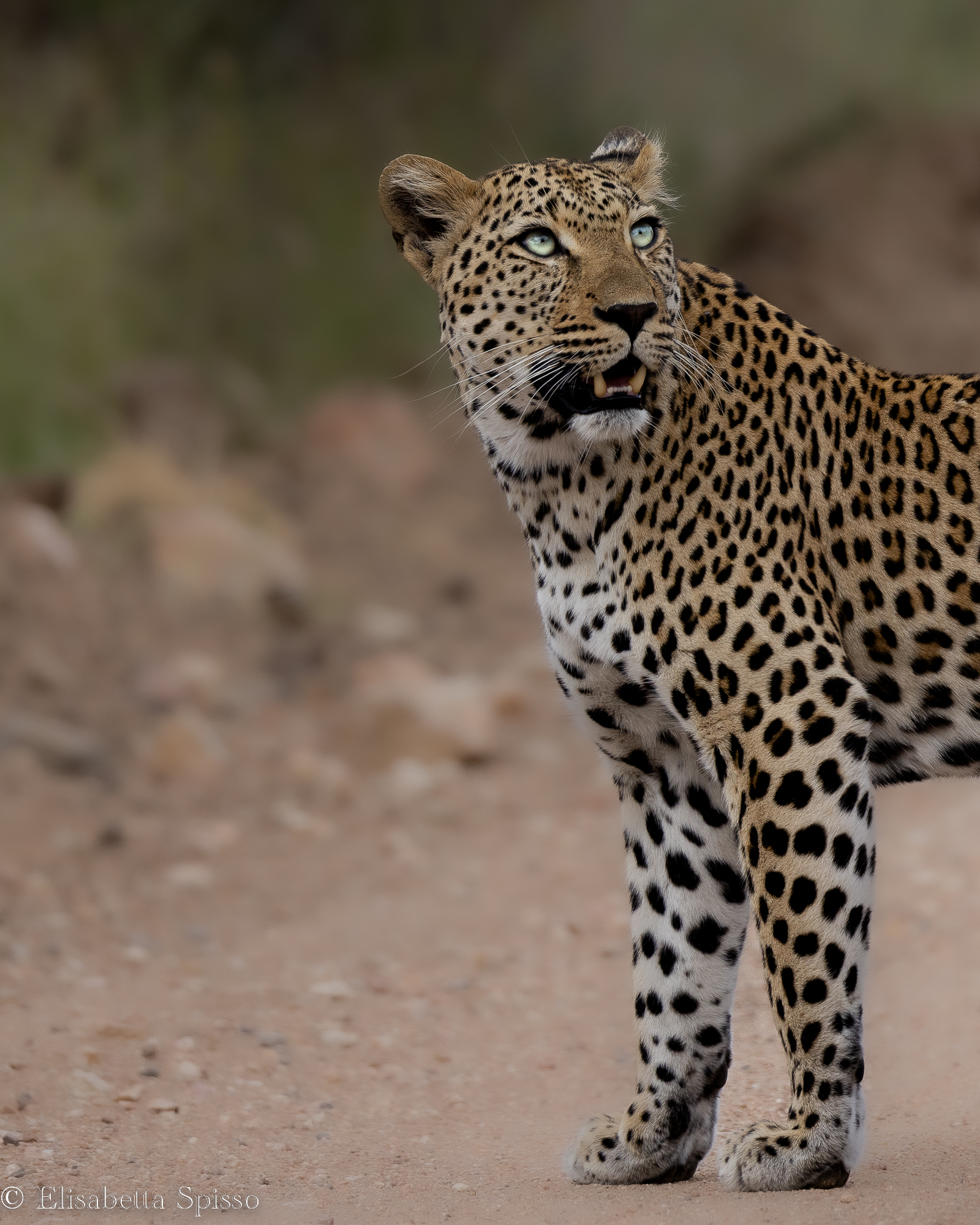 Manyeleti Game Reserve