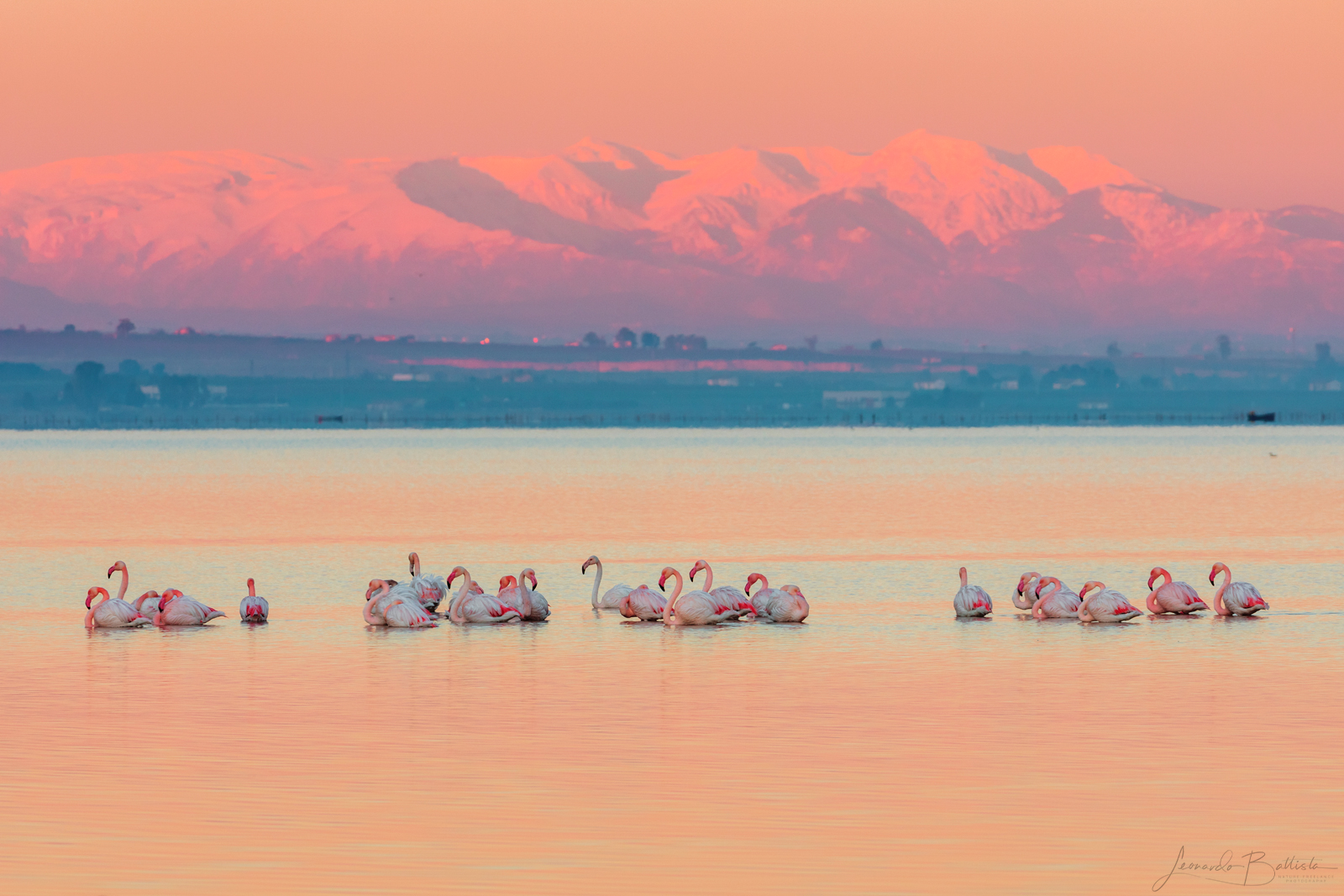 Flamingos in Hvar