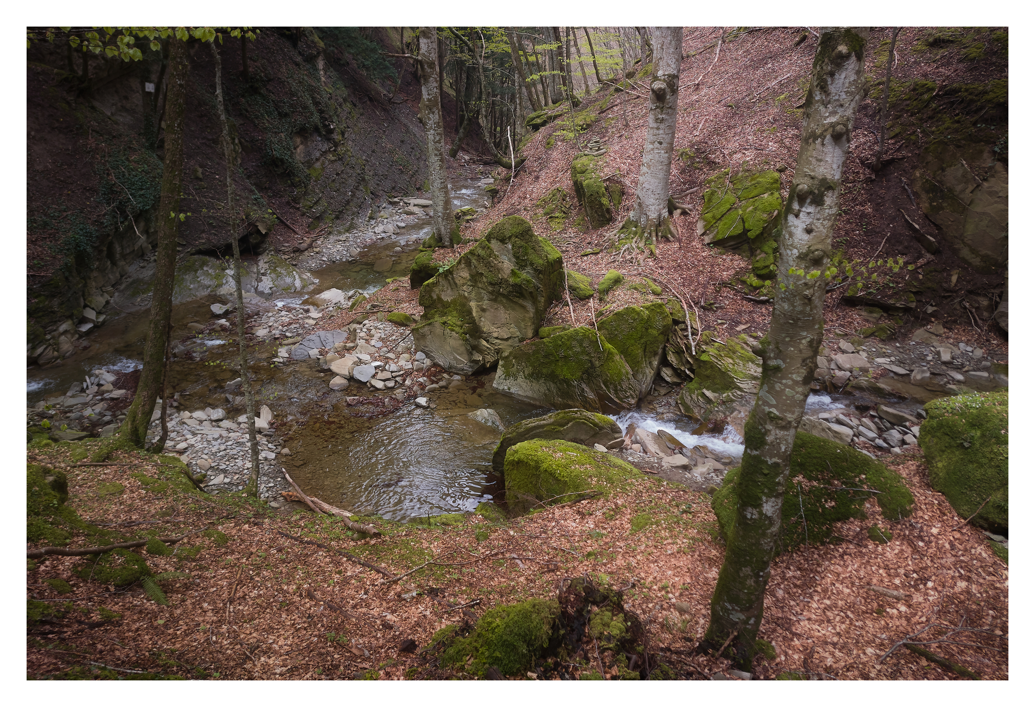Woodland