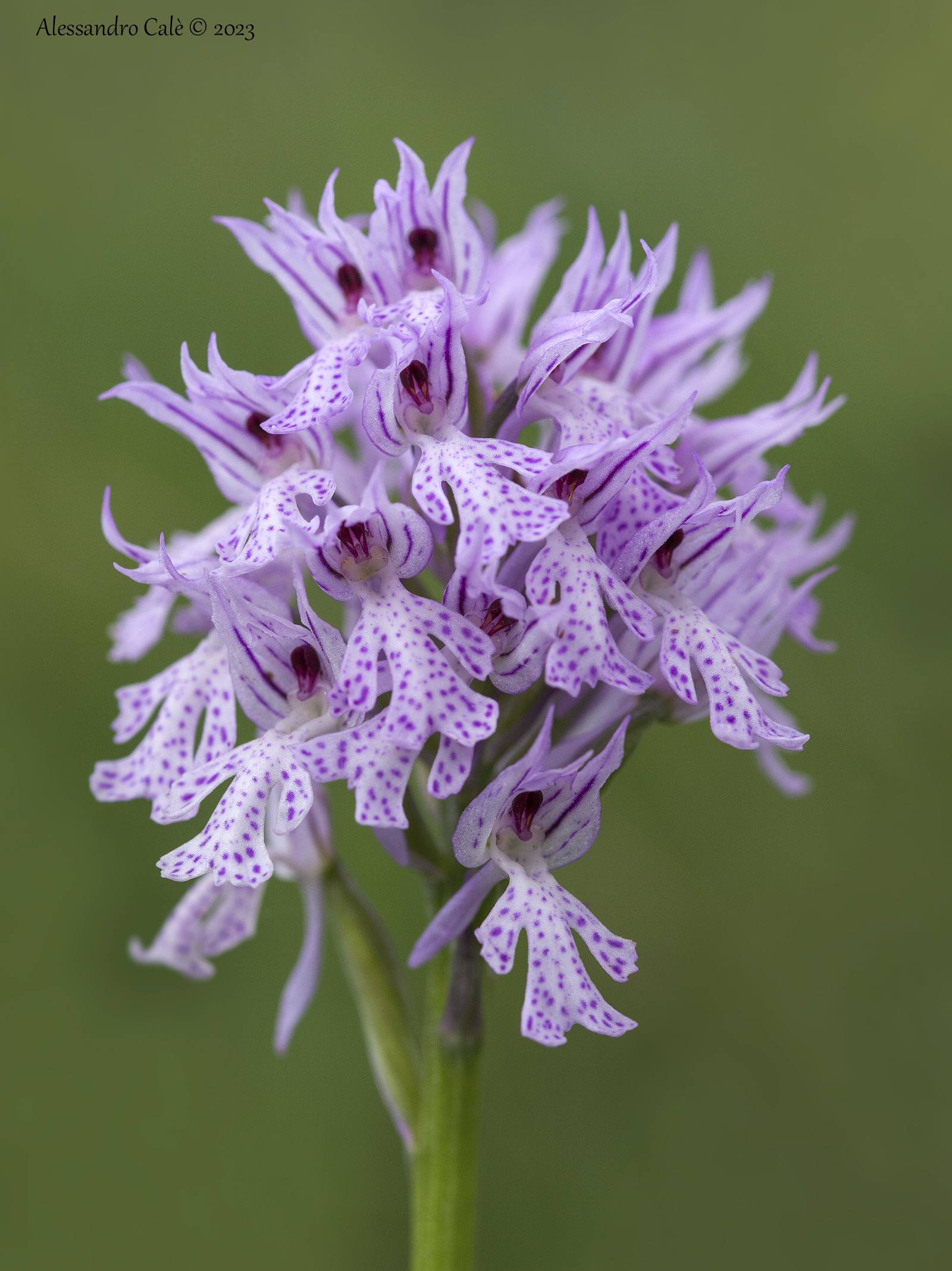 Neotinea tridentata 7458