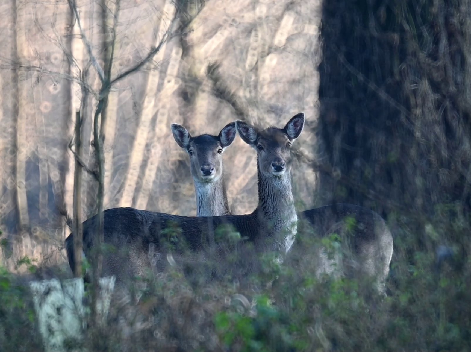 Daini nel parco dell'Oglio