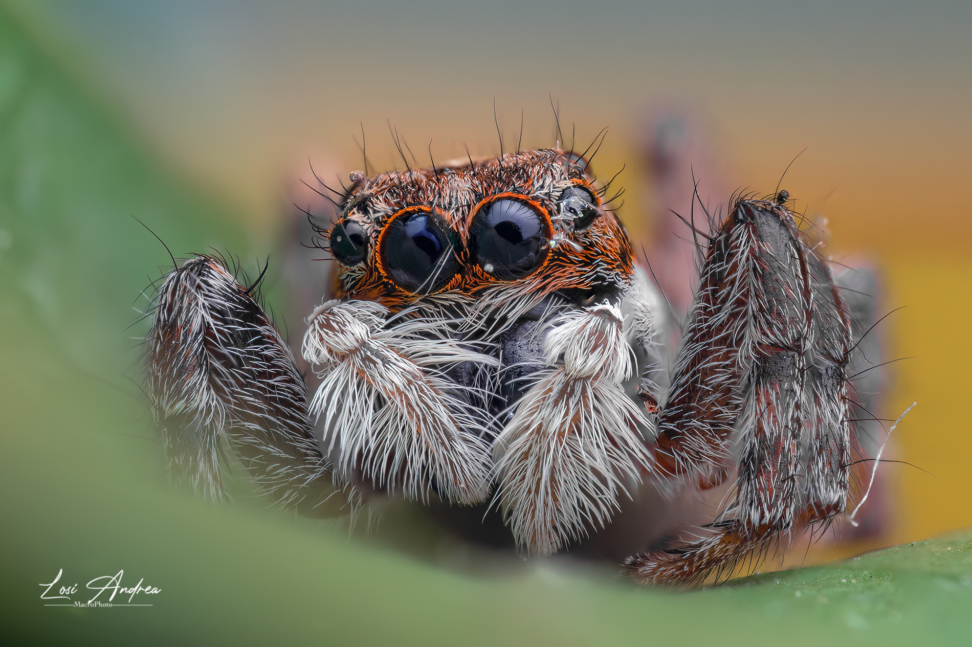 Spider saltarello