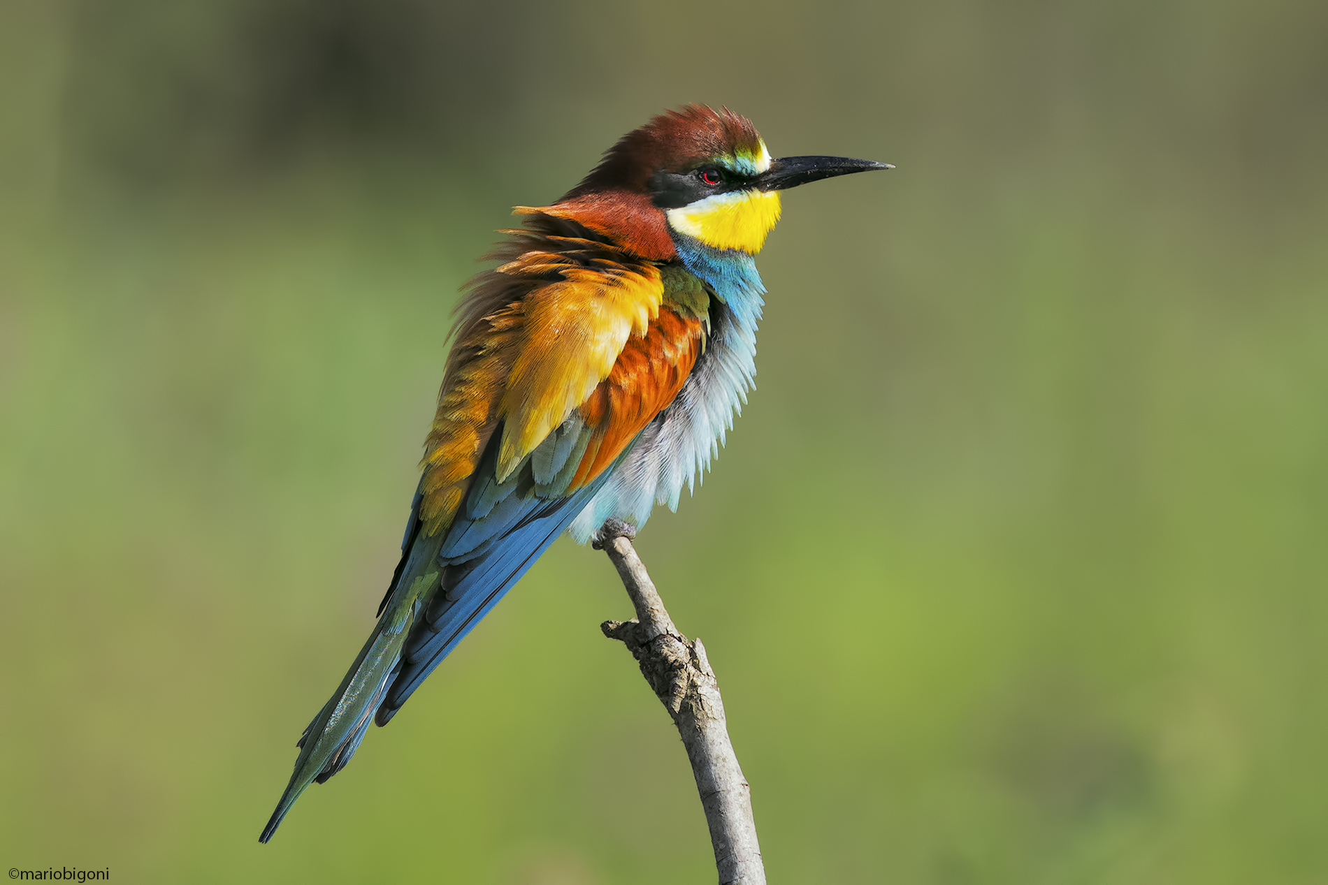 Bee-eater