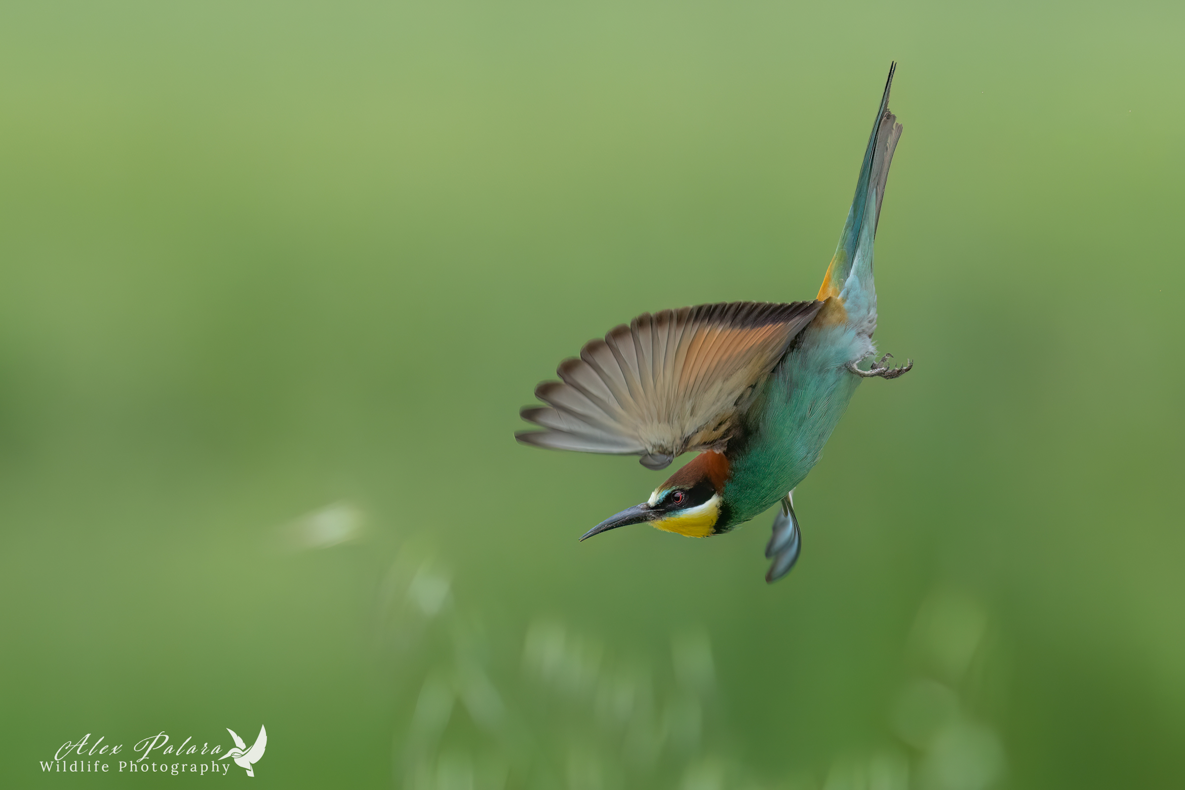 Suspended bee-eater
